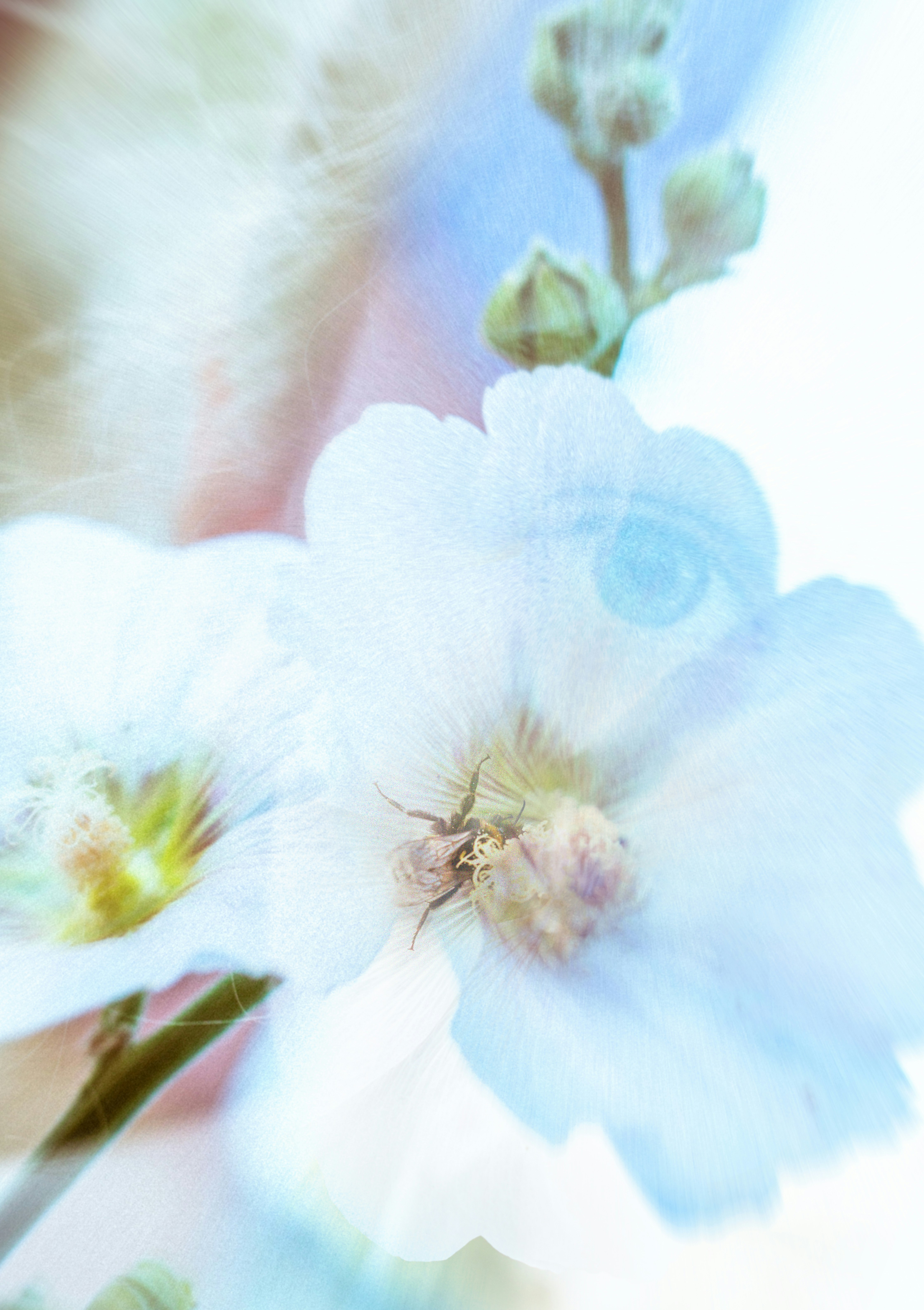 Ein verschwommenes Foto einer Blume mit verschwommenem Hintergrund