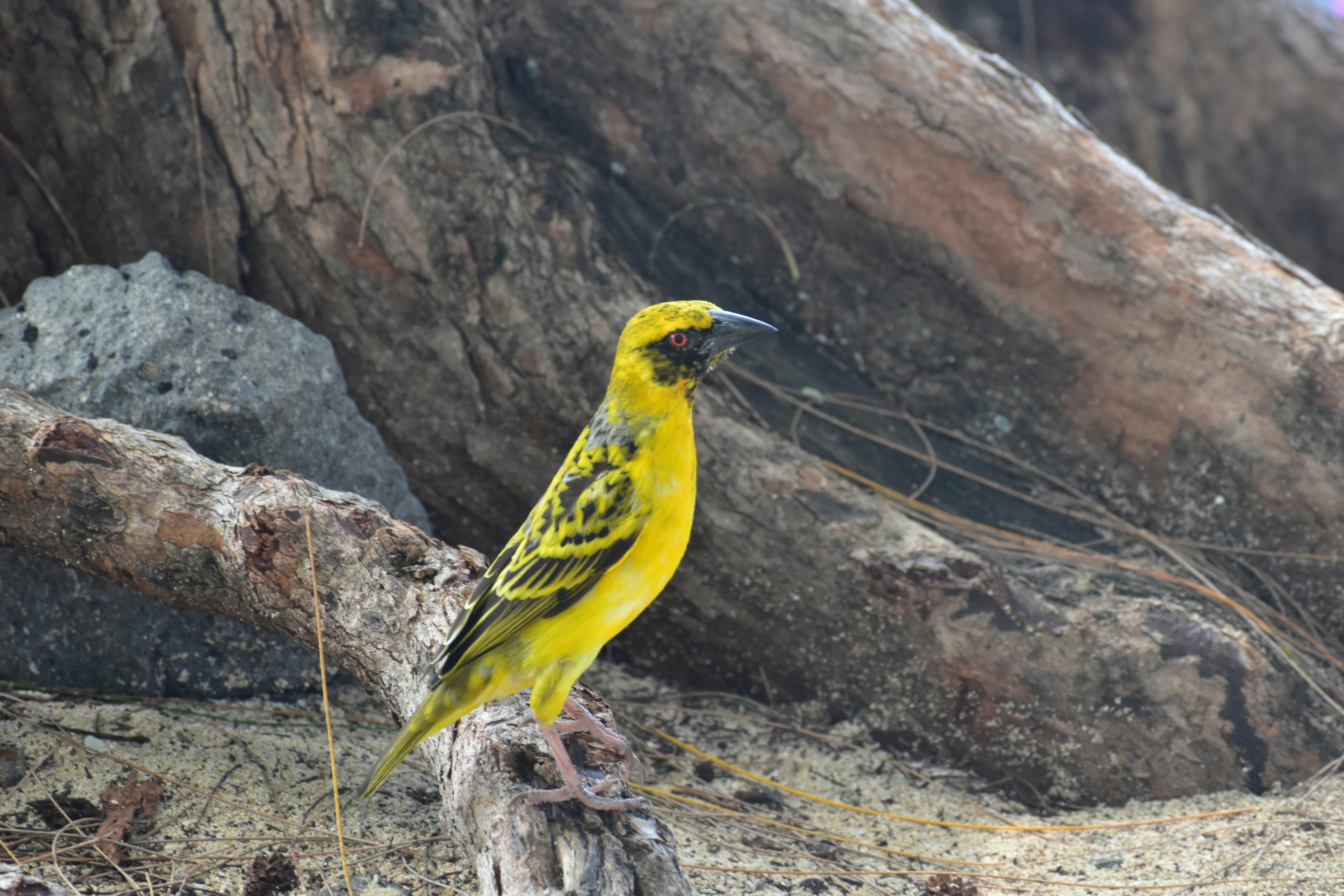 A yellow bird sitting on top of a tree stump