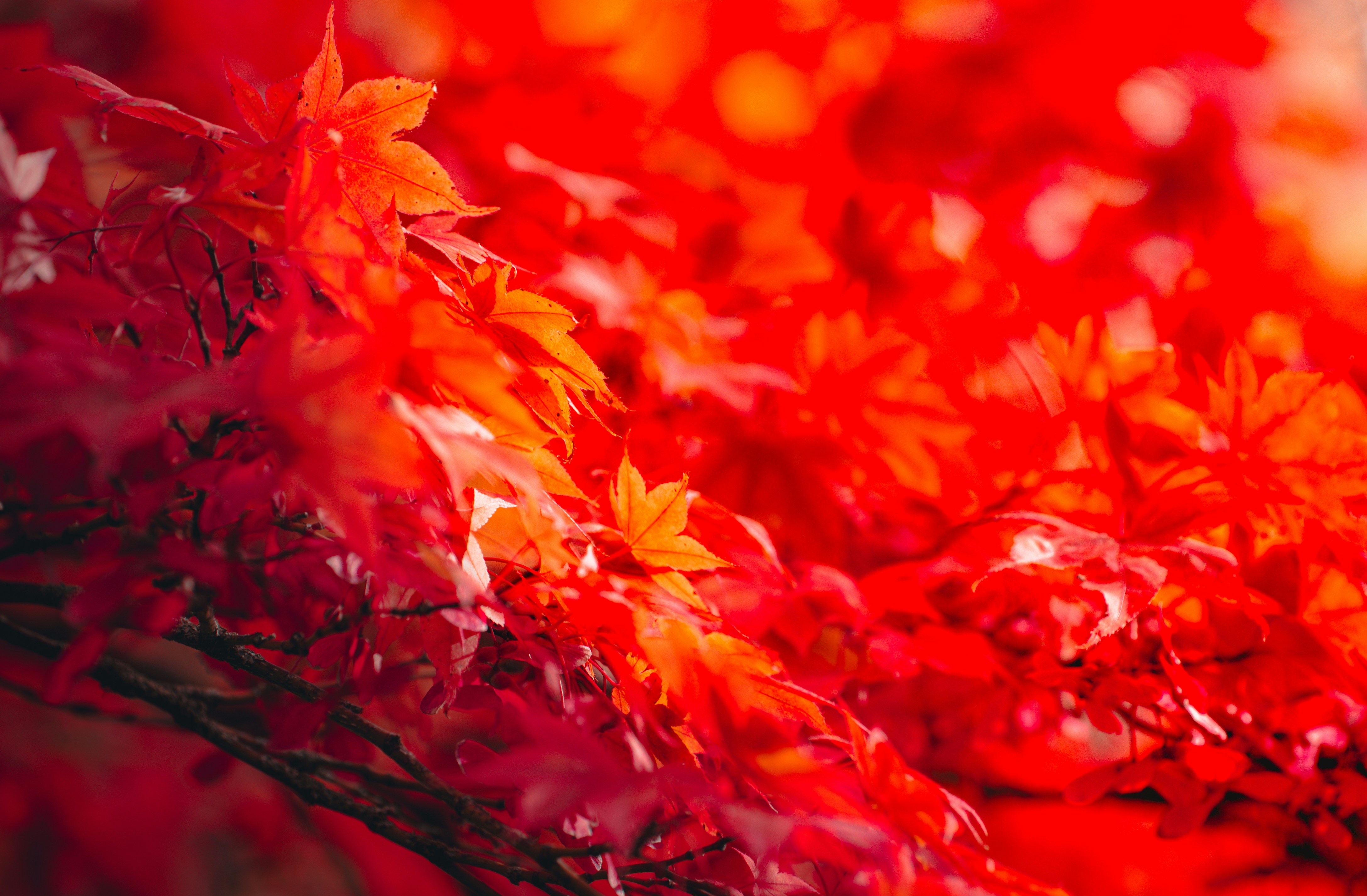 Photo by watchelijah