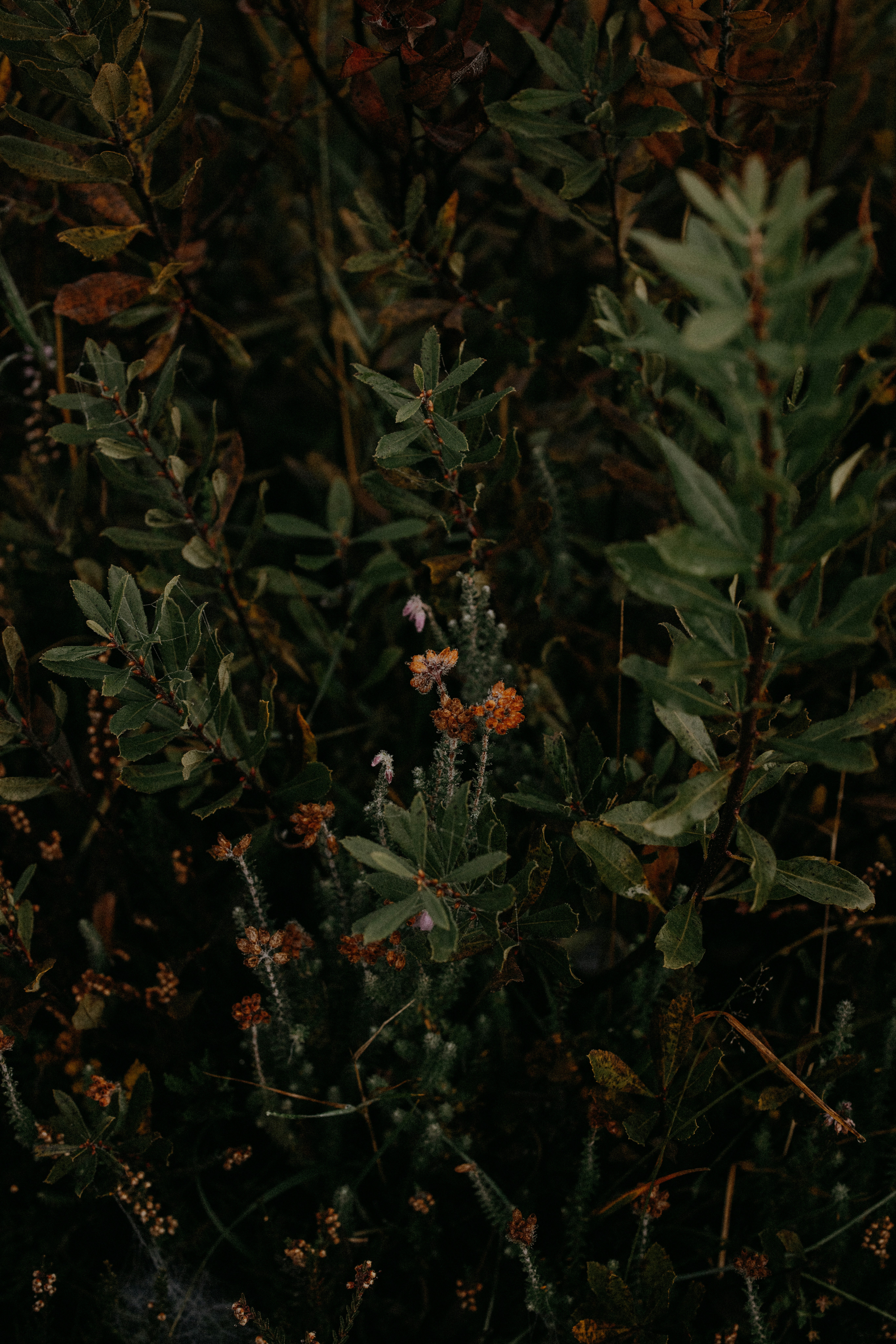 Photo by anniespratt