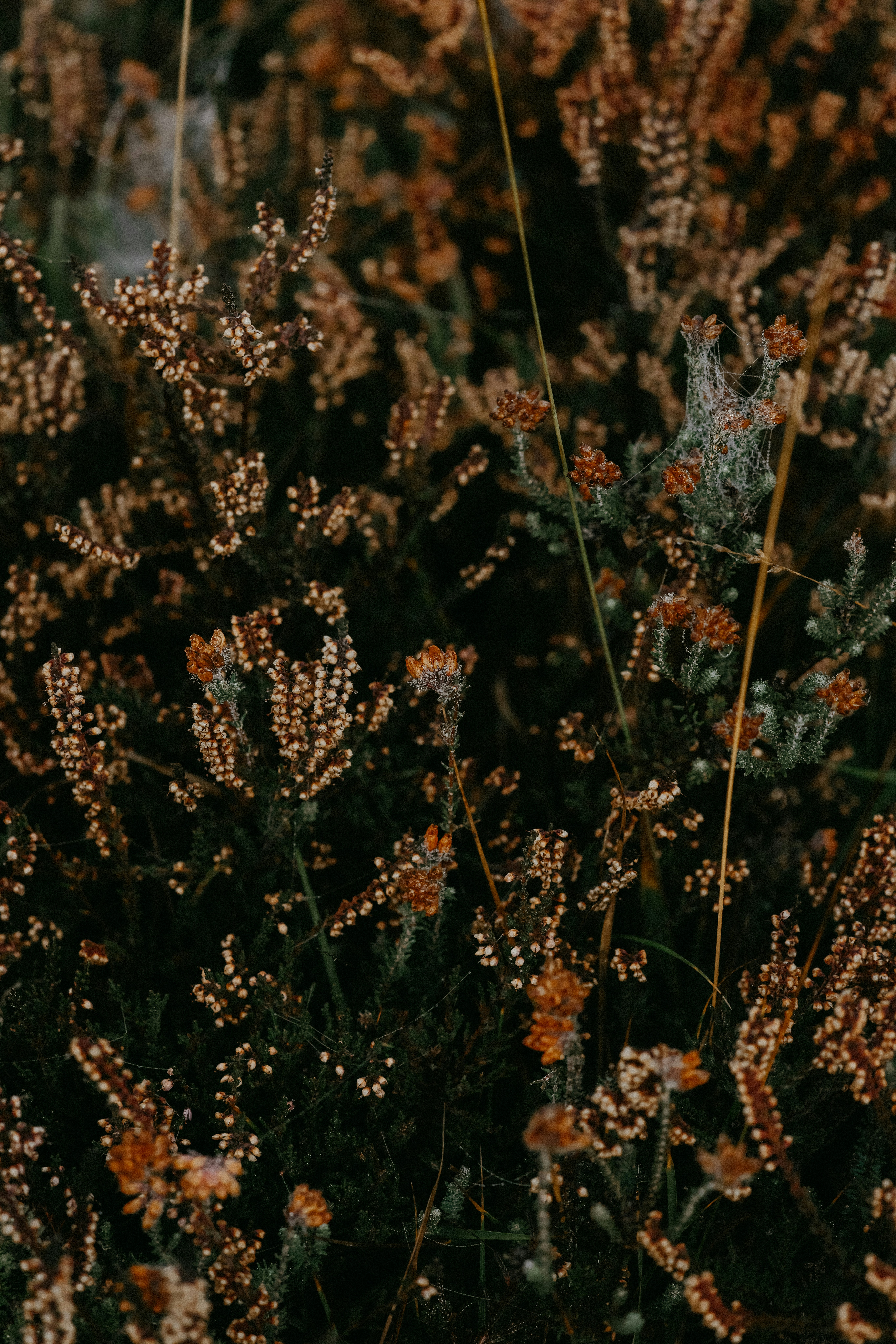 Photo by anniespratt