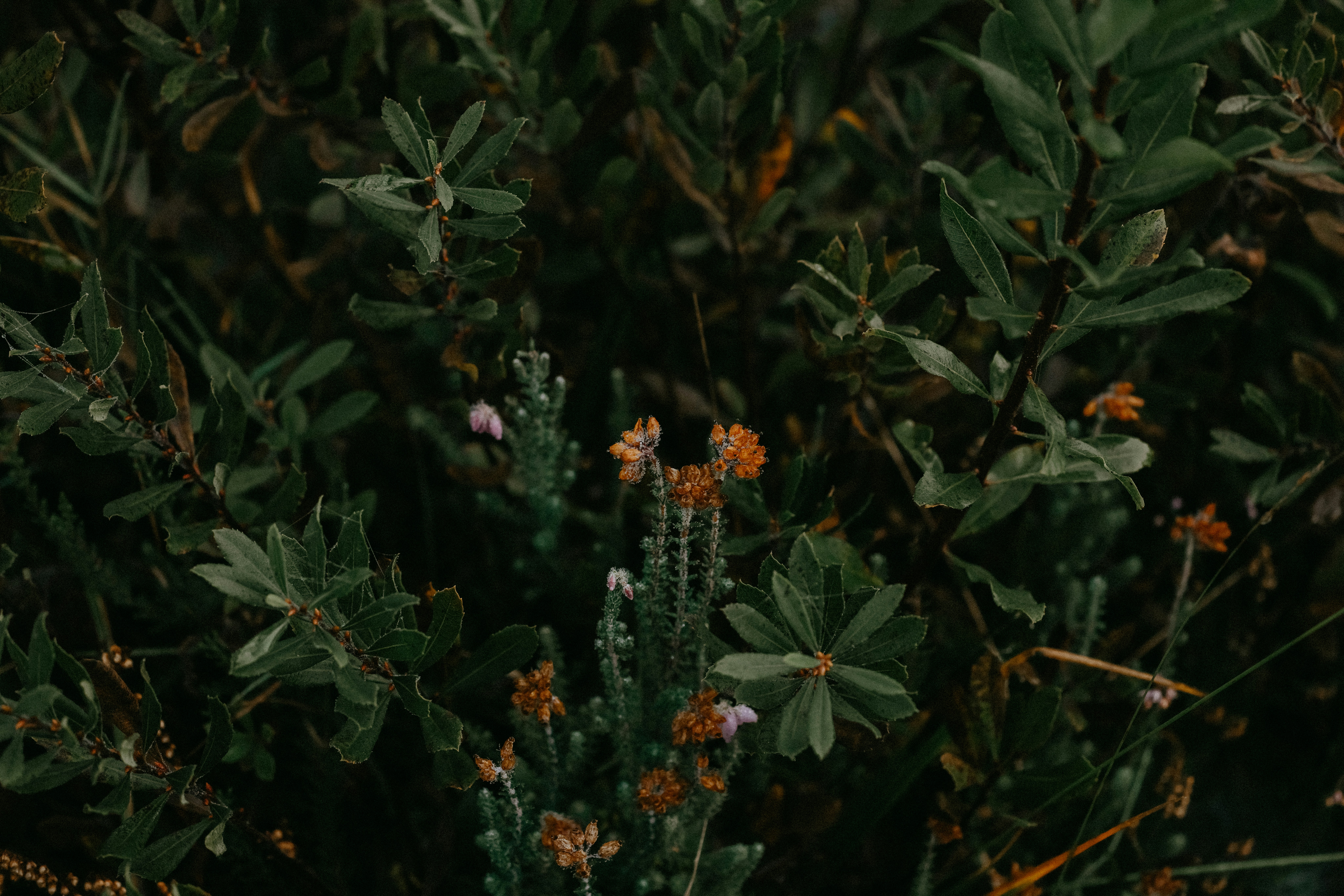 Photo by anniespratt