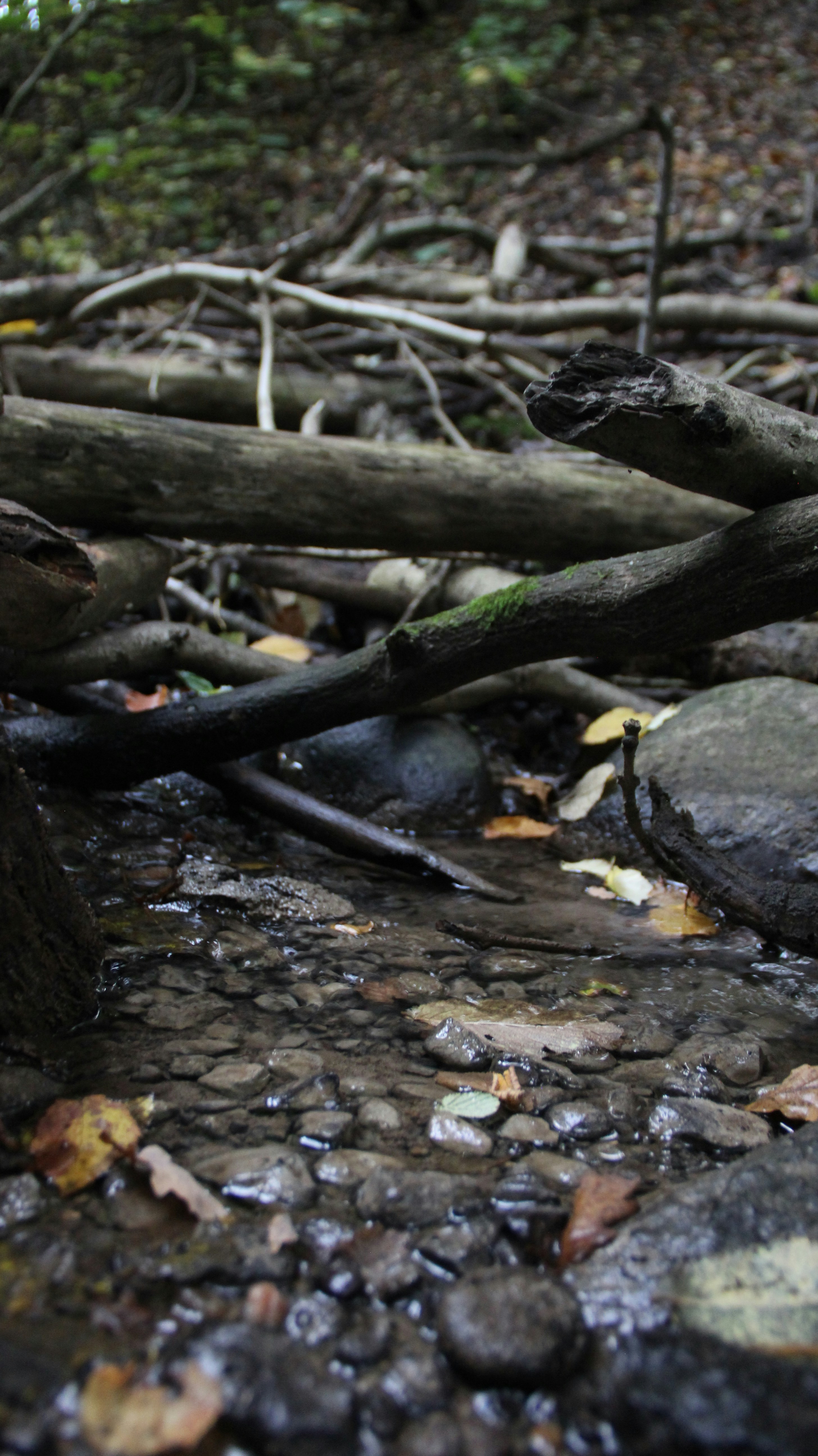 Photo by strychographics