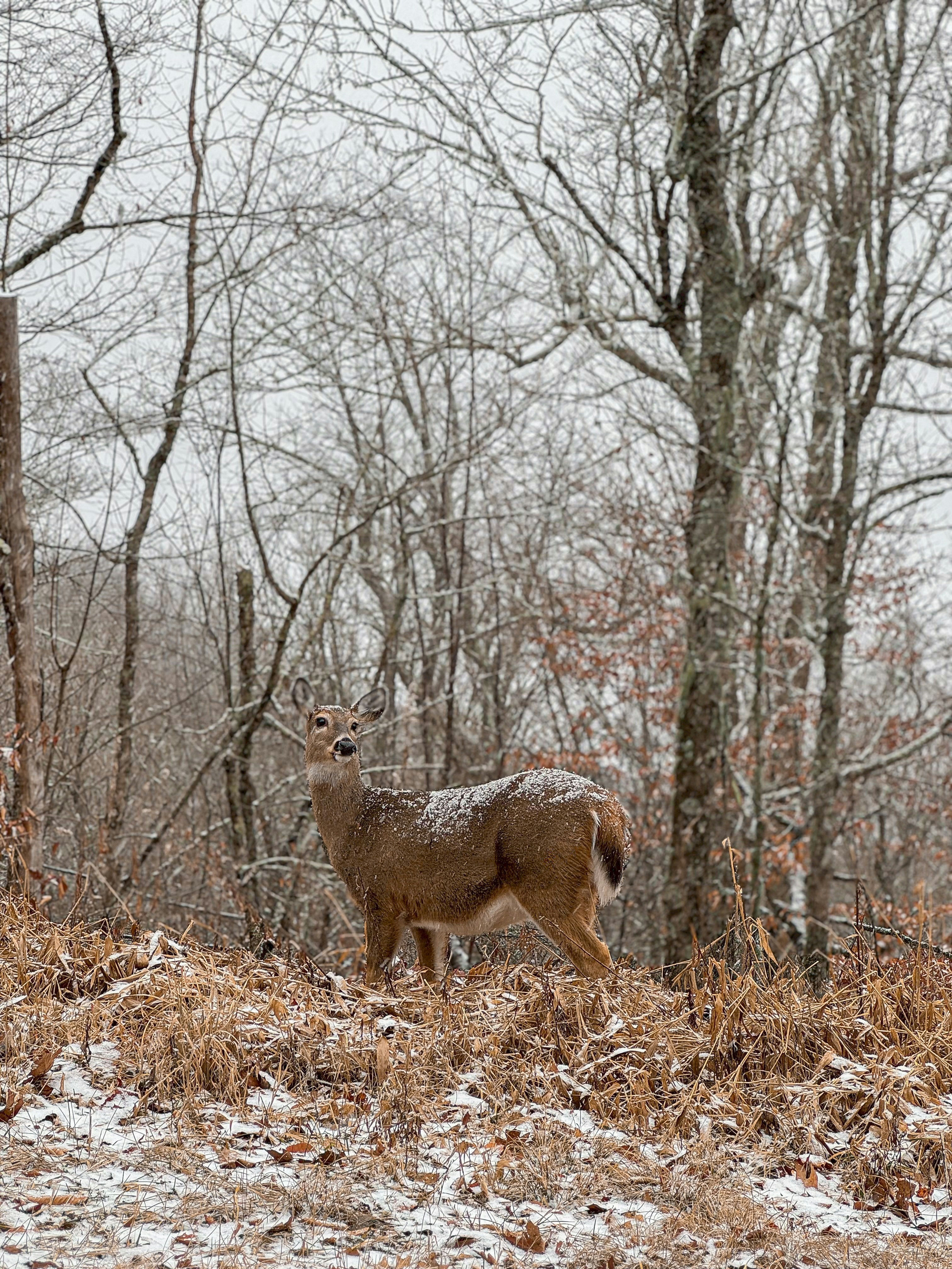 A deer standing in the middle of a forest
