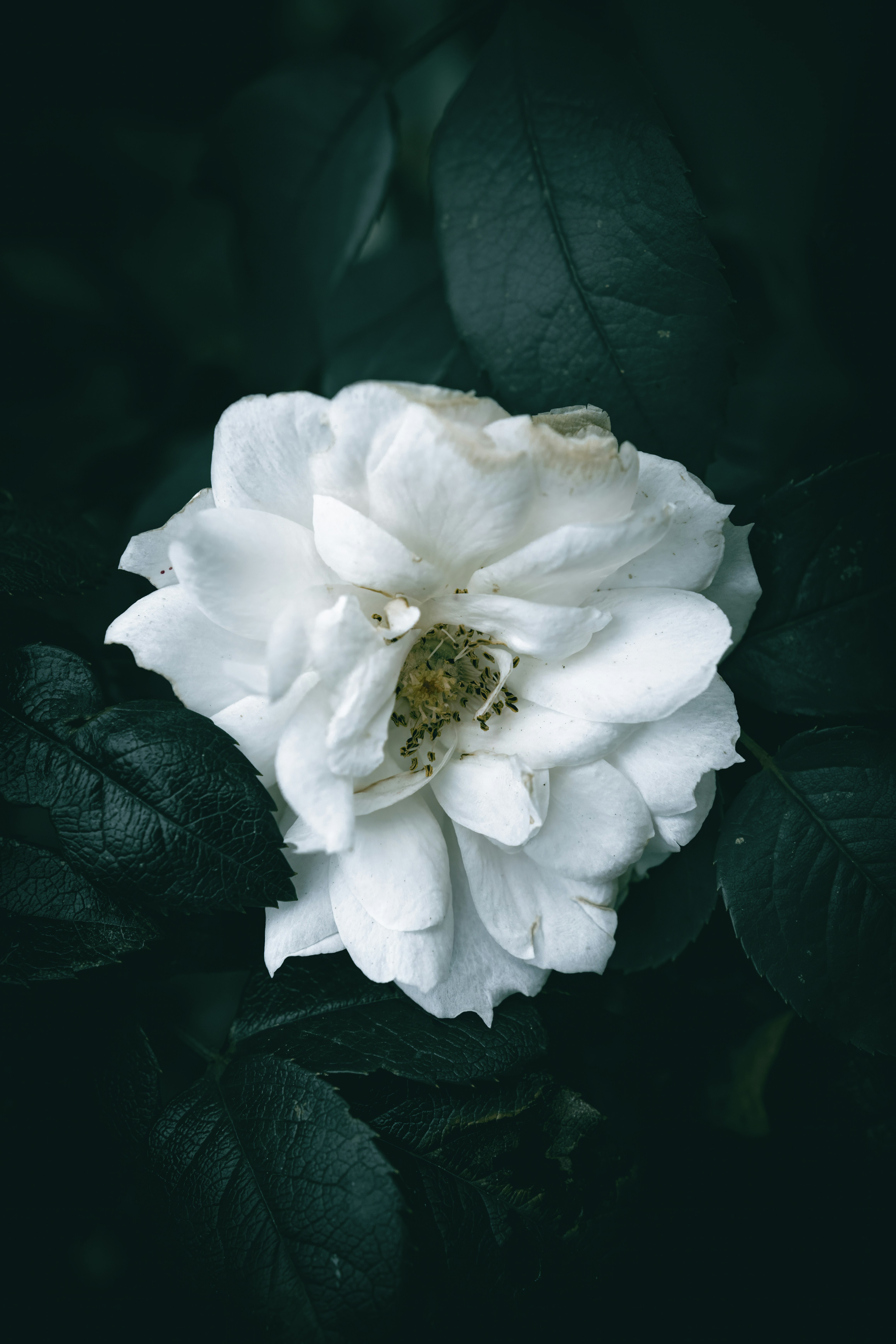 Photo by wyxina