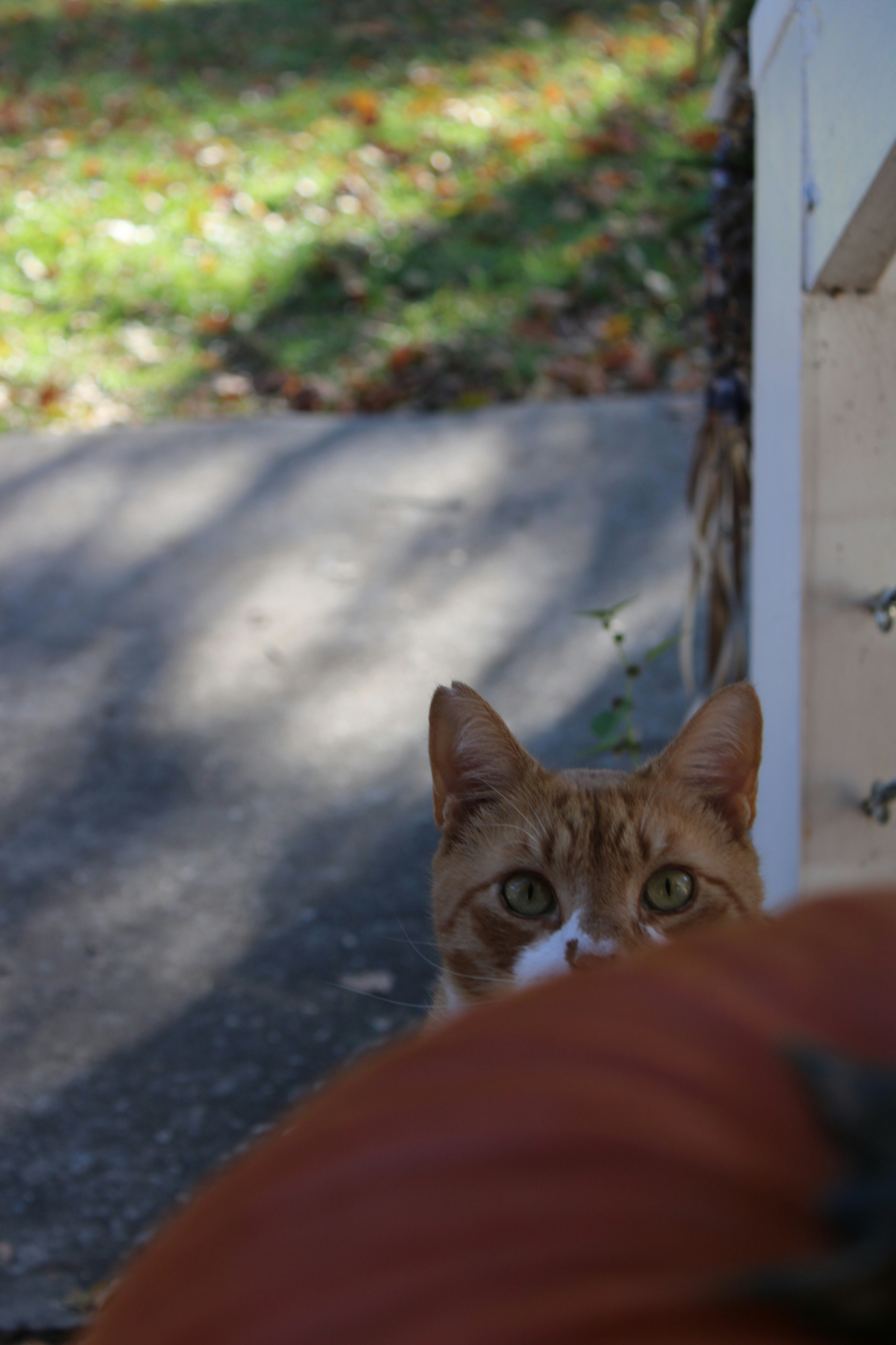 A cat looking at the camera from behind a fence