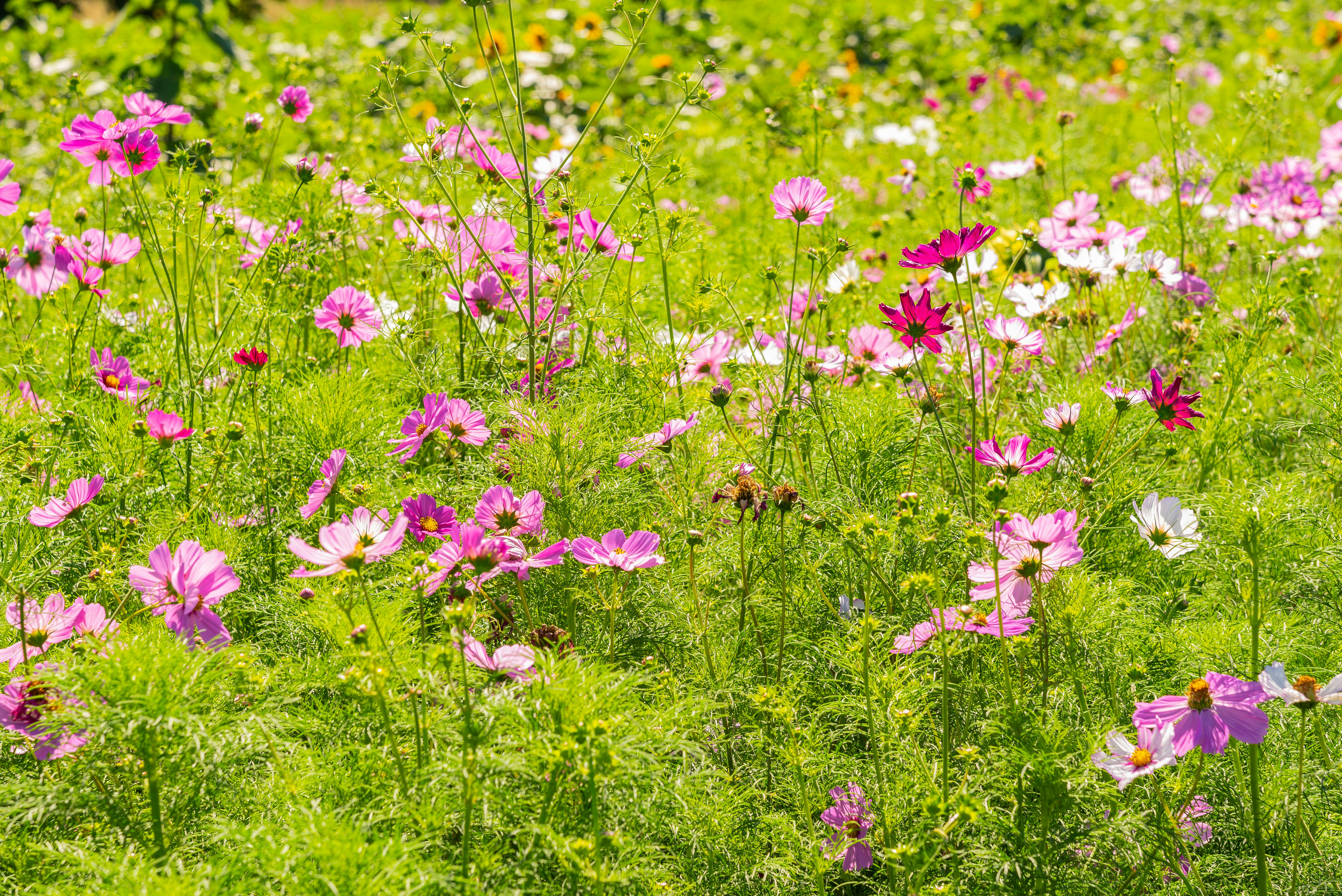 summer floral wallpaper, wallpaper, June Crafts for Adults: Creative Ideas & Projects 3