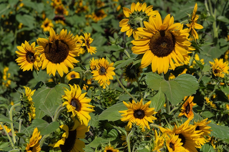 A large field of sunflowers with green leaves
