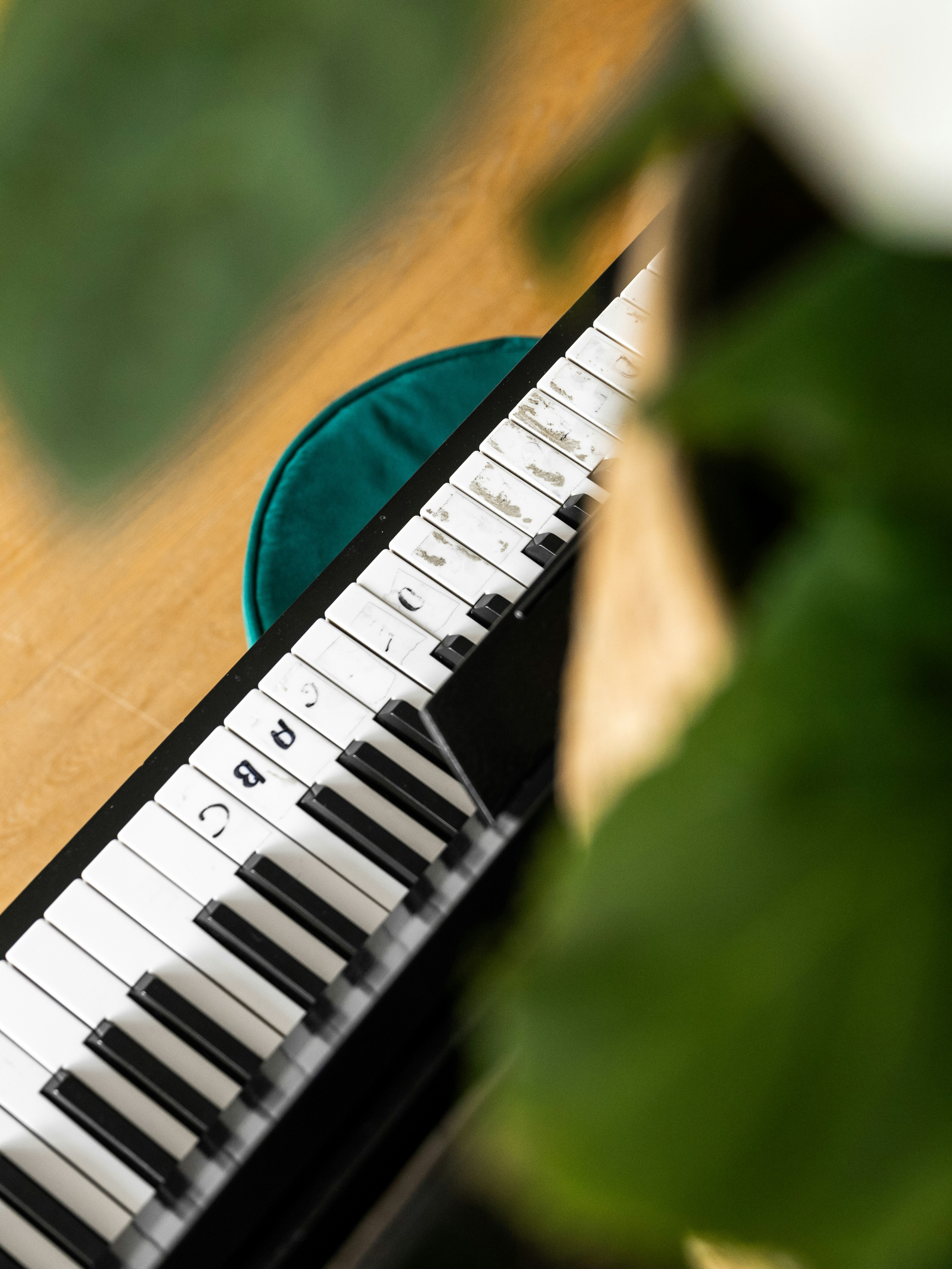 Nahaufnahme eines Klaviers in der Nähe einer Topfpflanze