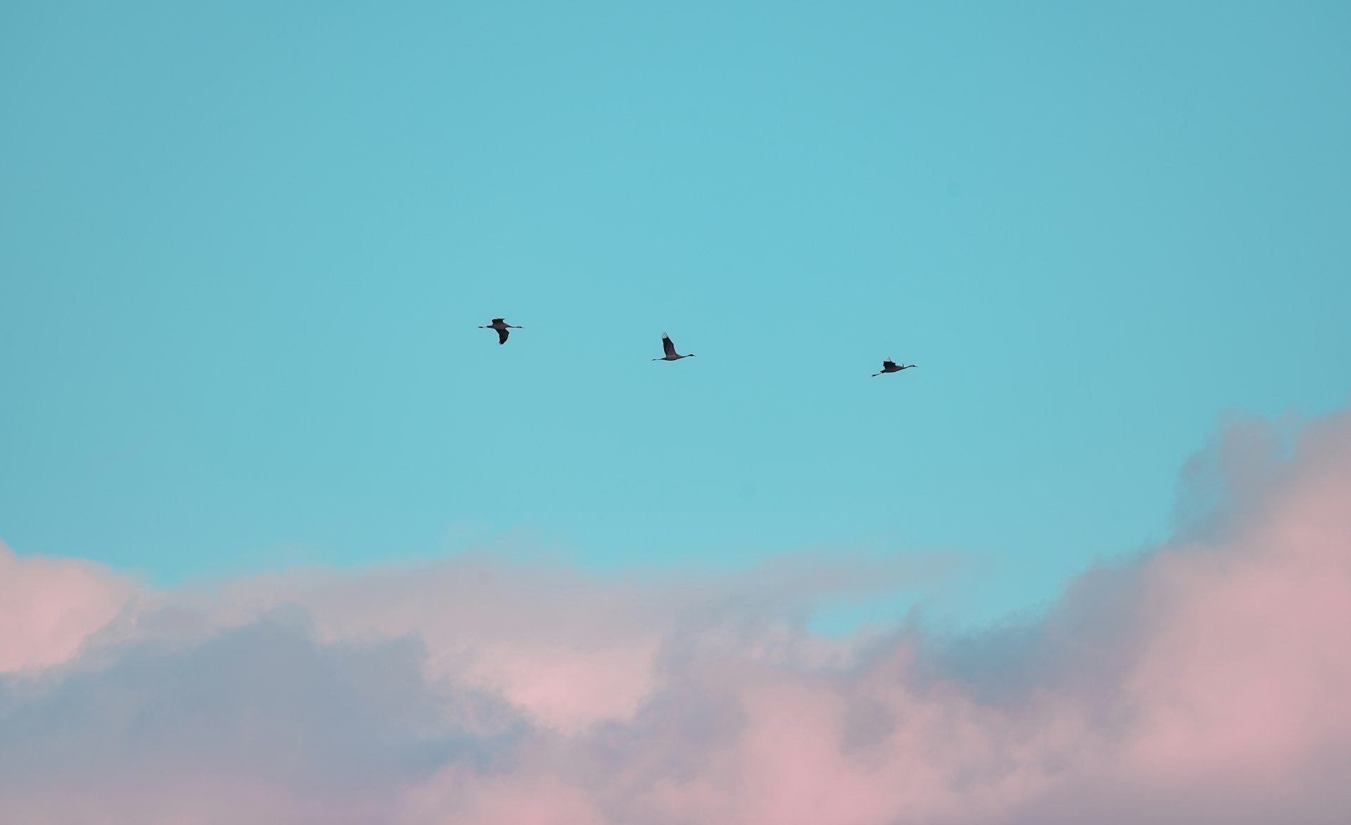 A flock of birds flying through a blue sky
