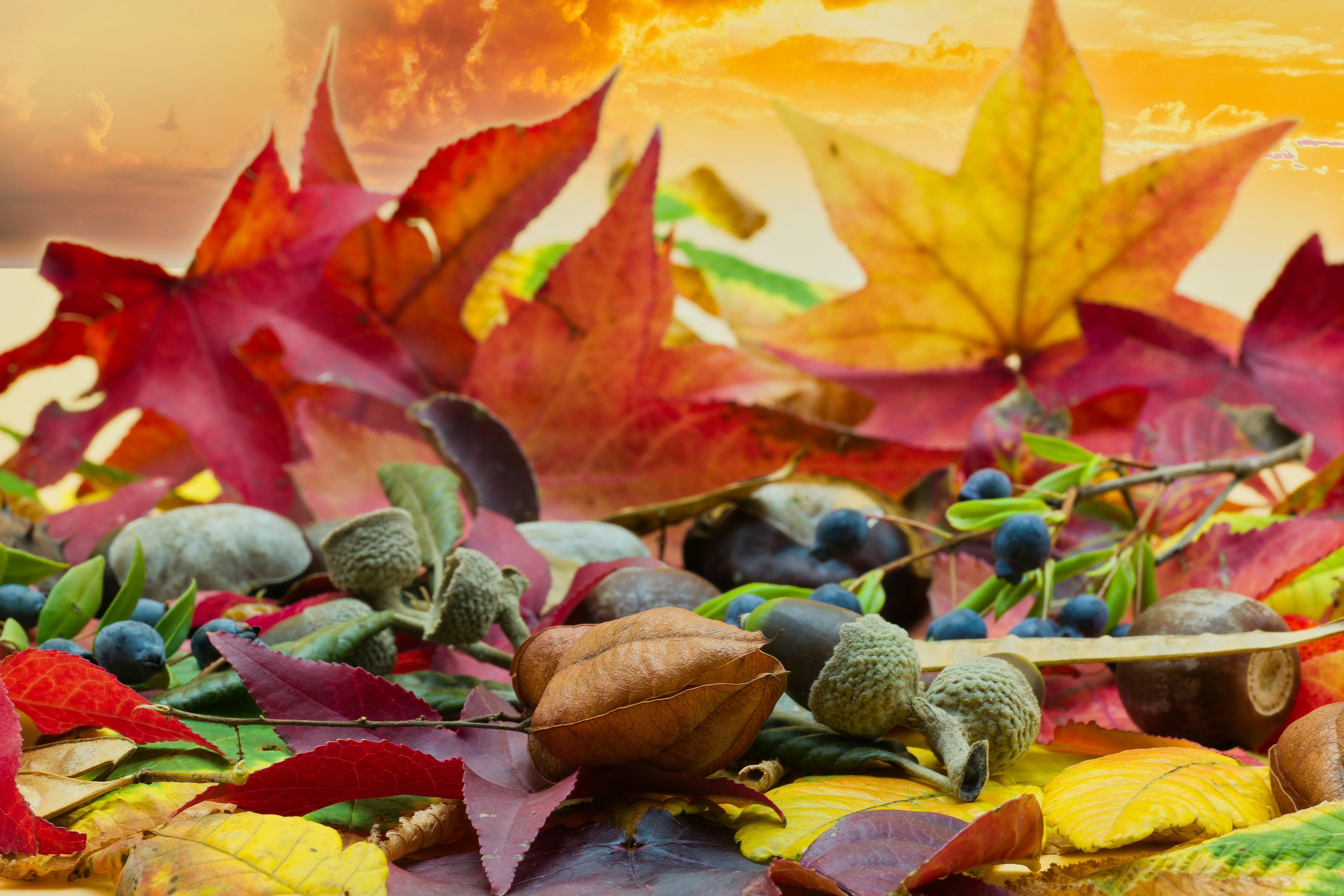 A beautiful autumn-themed image with colorful leaves and a warm, inviting feel, representing the essence of Thanksgiving.