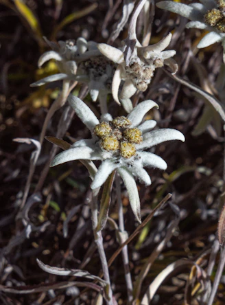 A close up of a flower on a plant