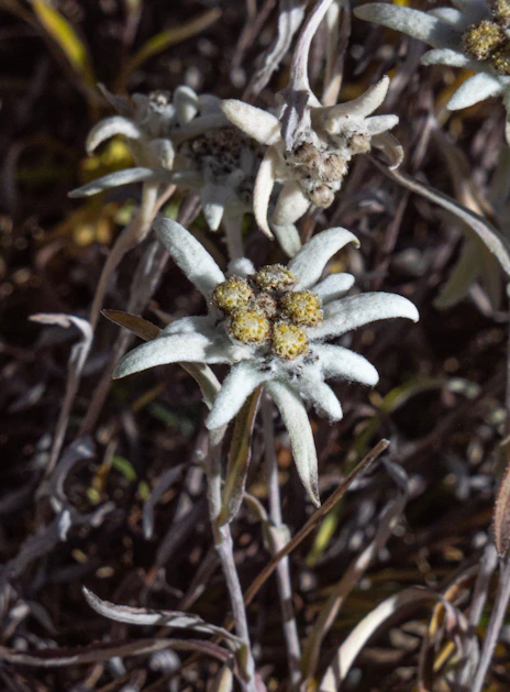 A close up of a flower on a plant