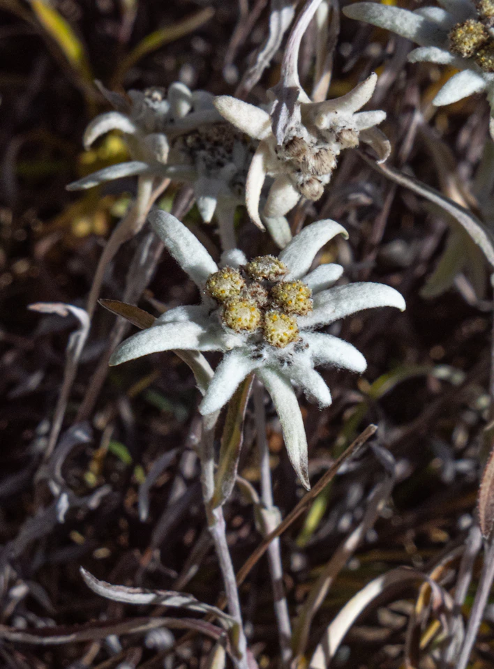 A close up of a flower on a plant
