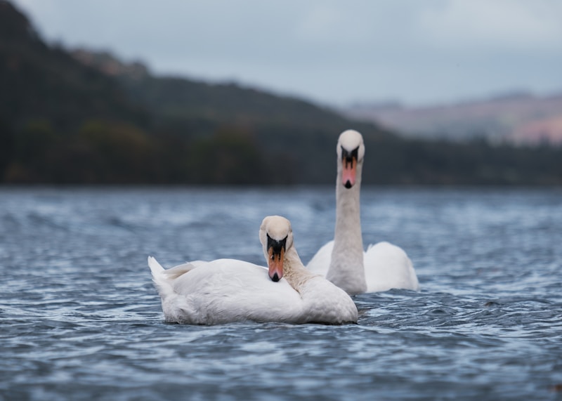 Cisnes brancos em águas tranquilas