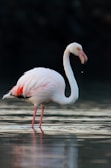 A pink flamingo standing in the water