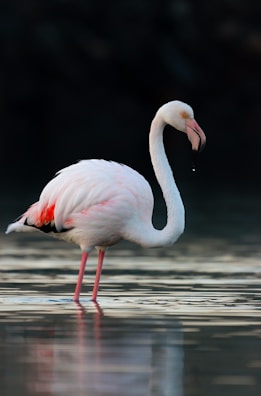 A pink flamingo standing in the water