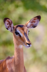 A close up of a deer with a blurry background