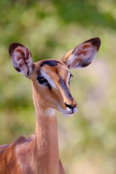 A close up of a deer with a blurry background