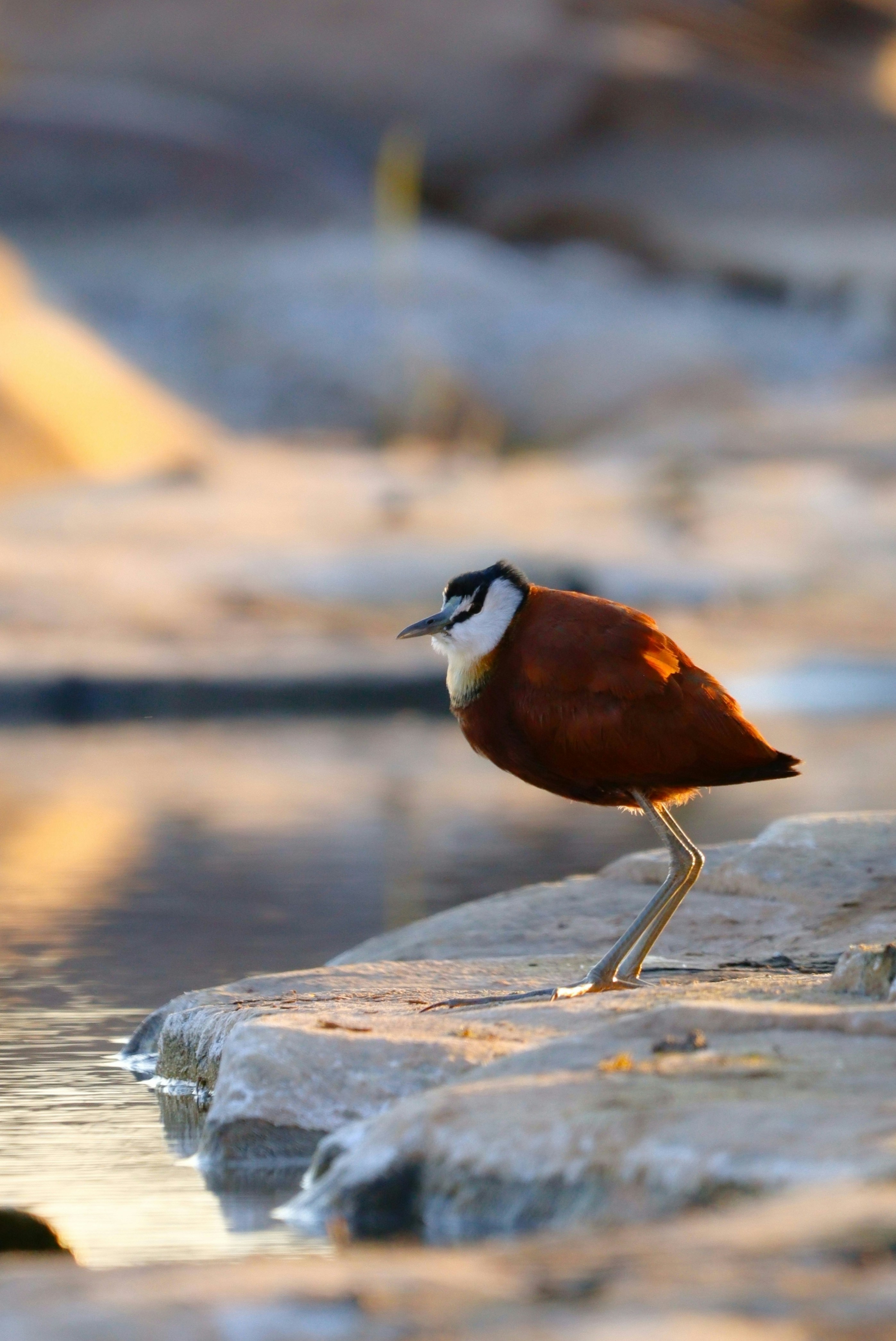 A small bird standing on a rock next to a body of water