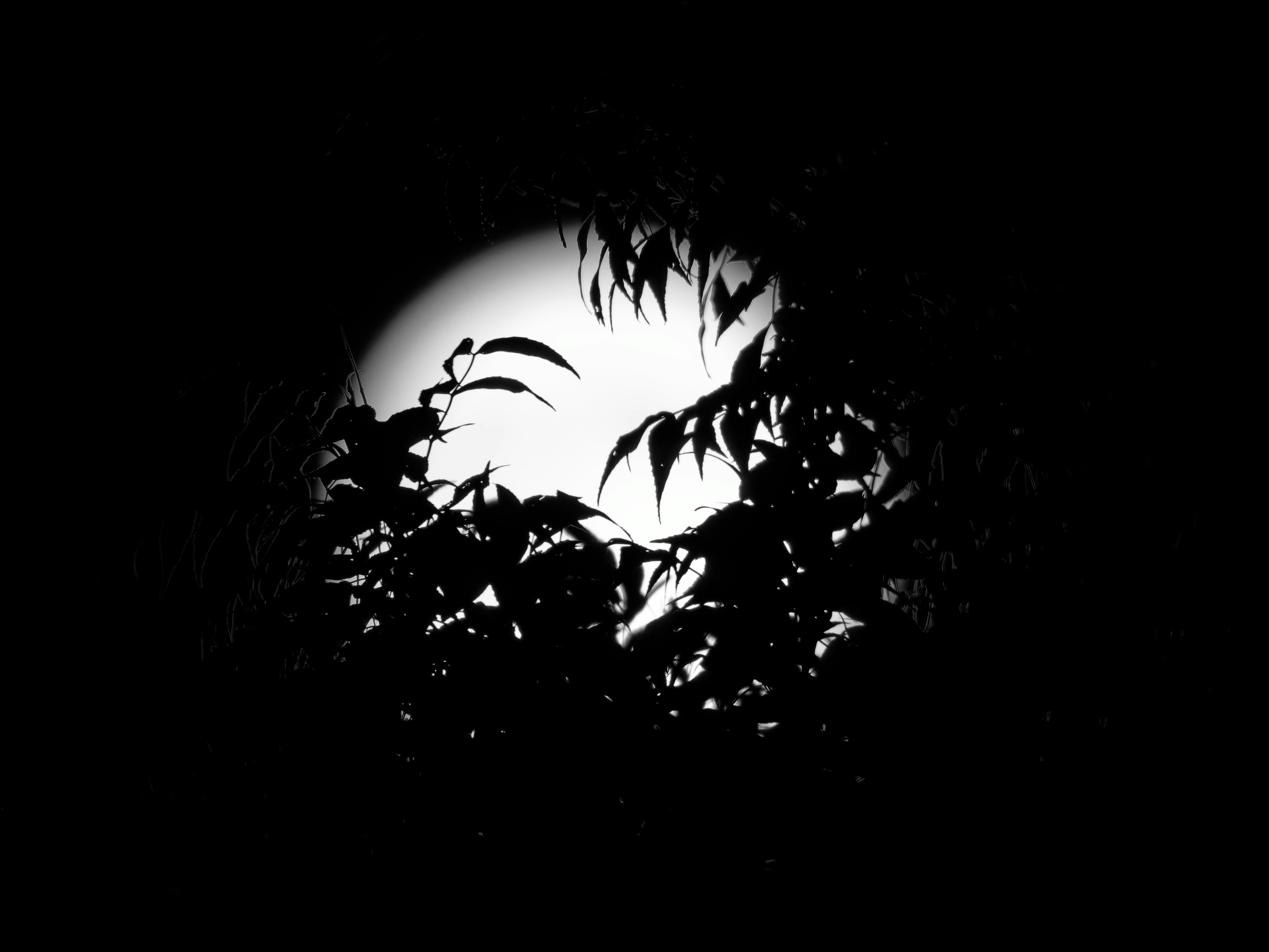 A black and white photo of a tree with the moon in the background