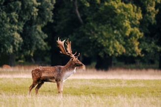 A deer standing in a field with trees in the background