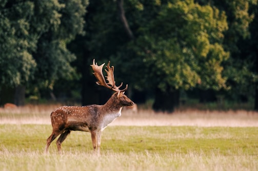 A deer standing in a field with trees in the background