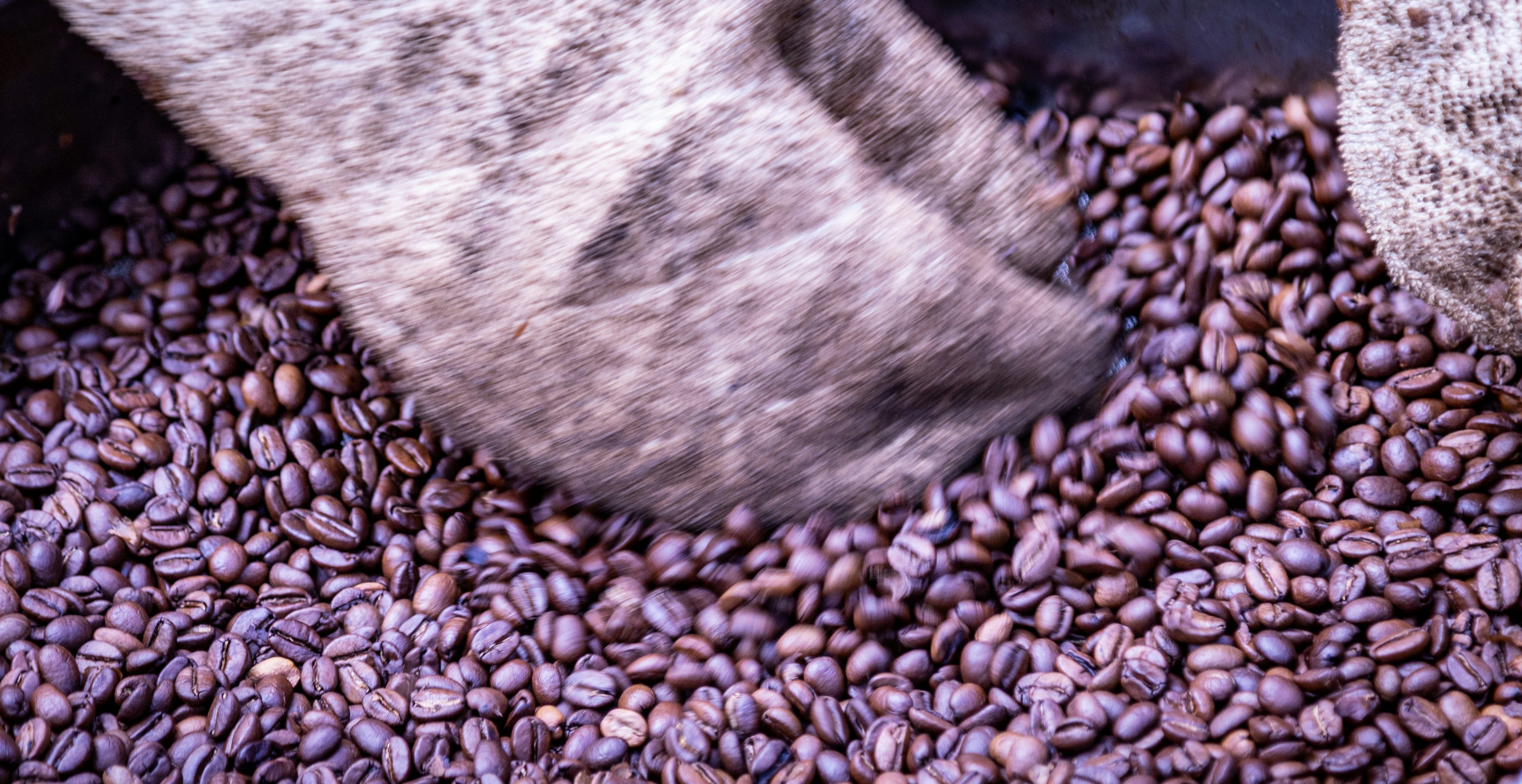 Roasted Arabica coffee beans in burlap sack, deep brown color with natural aroma