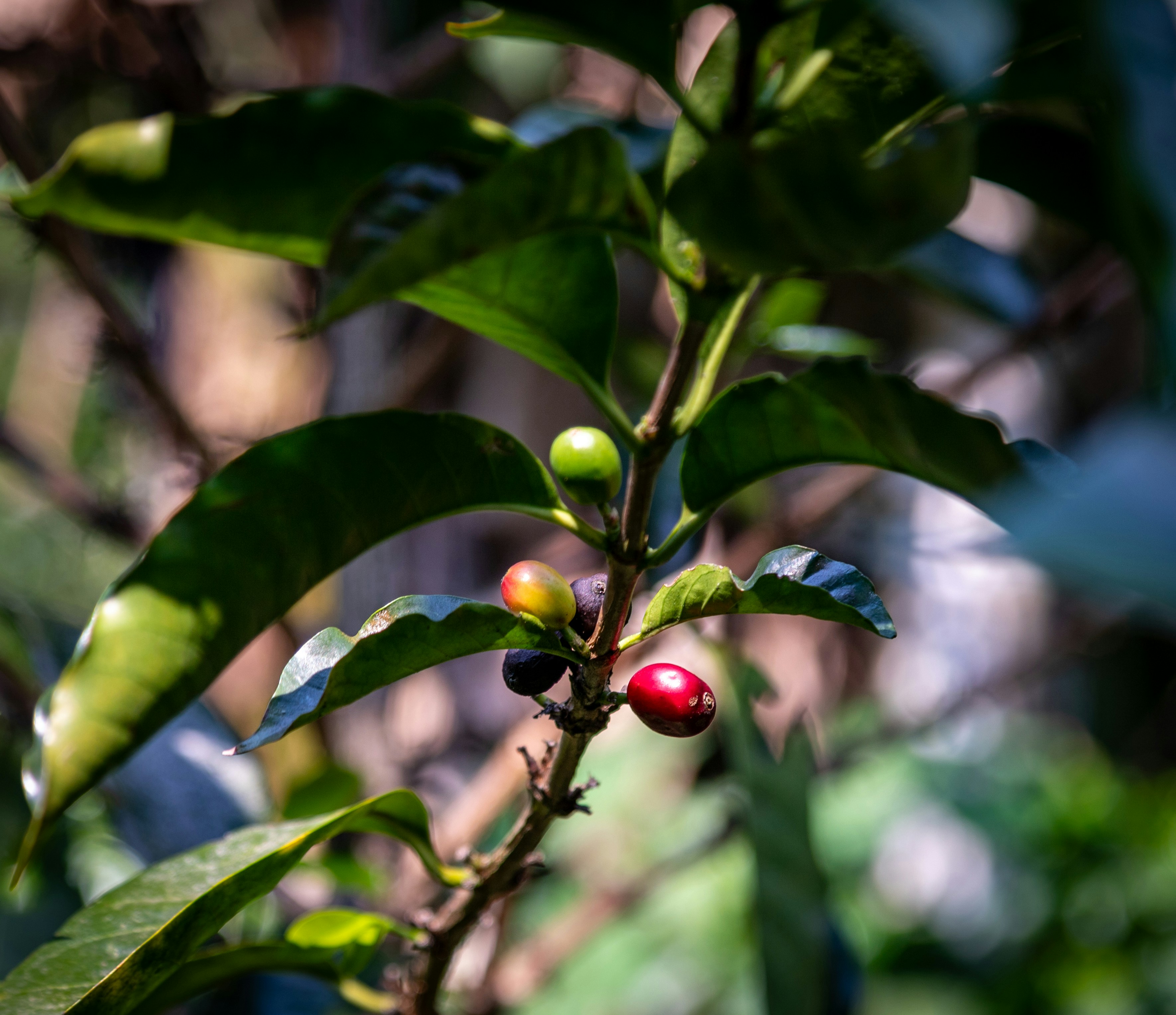 A branch of a tree with berries on it