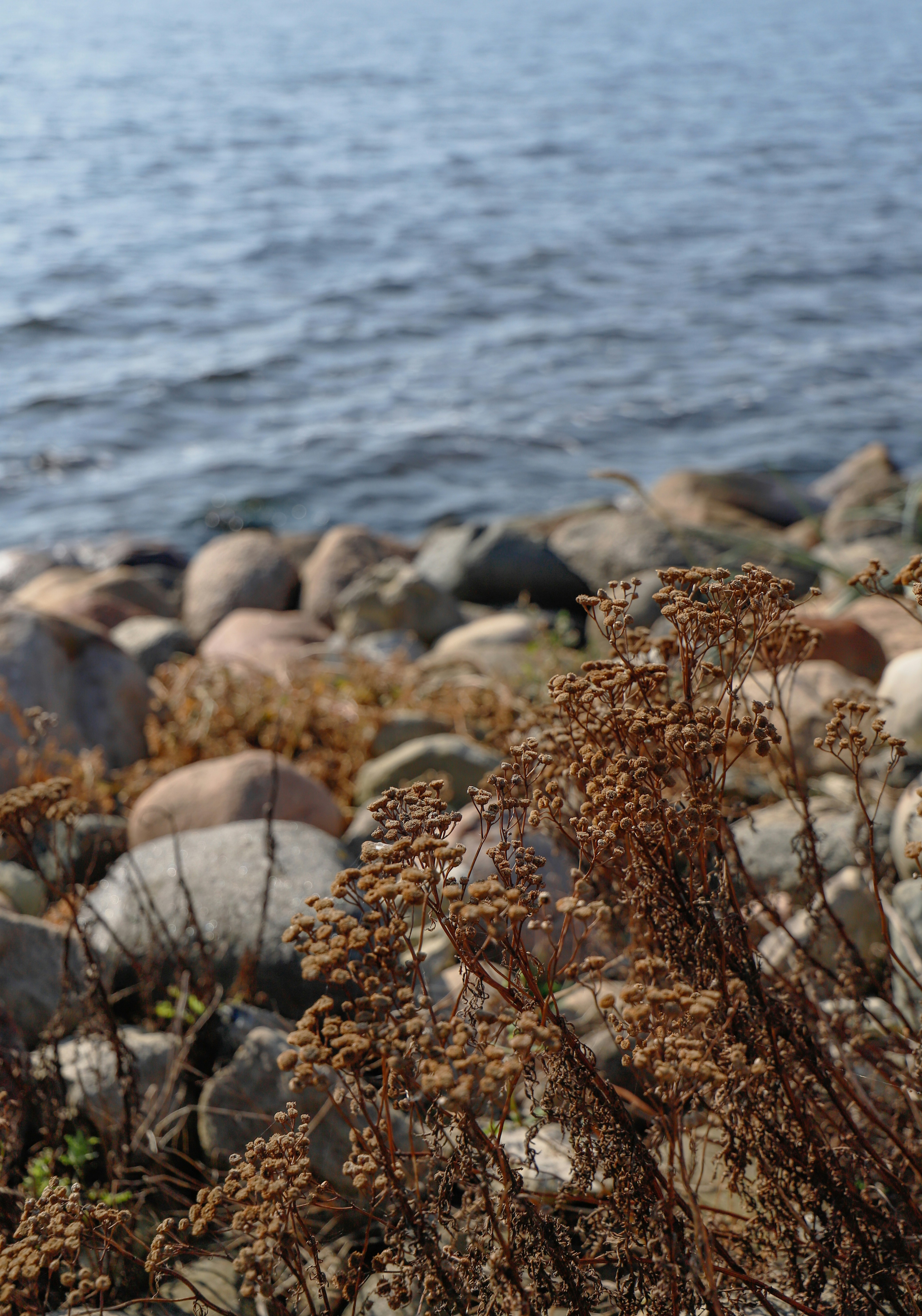Un montón de rocas en la parte superior de una playa junto a un cuerpo de agua