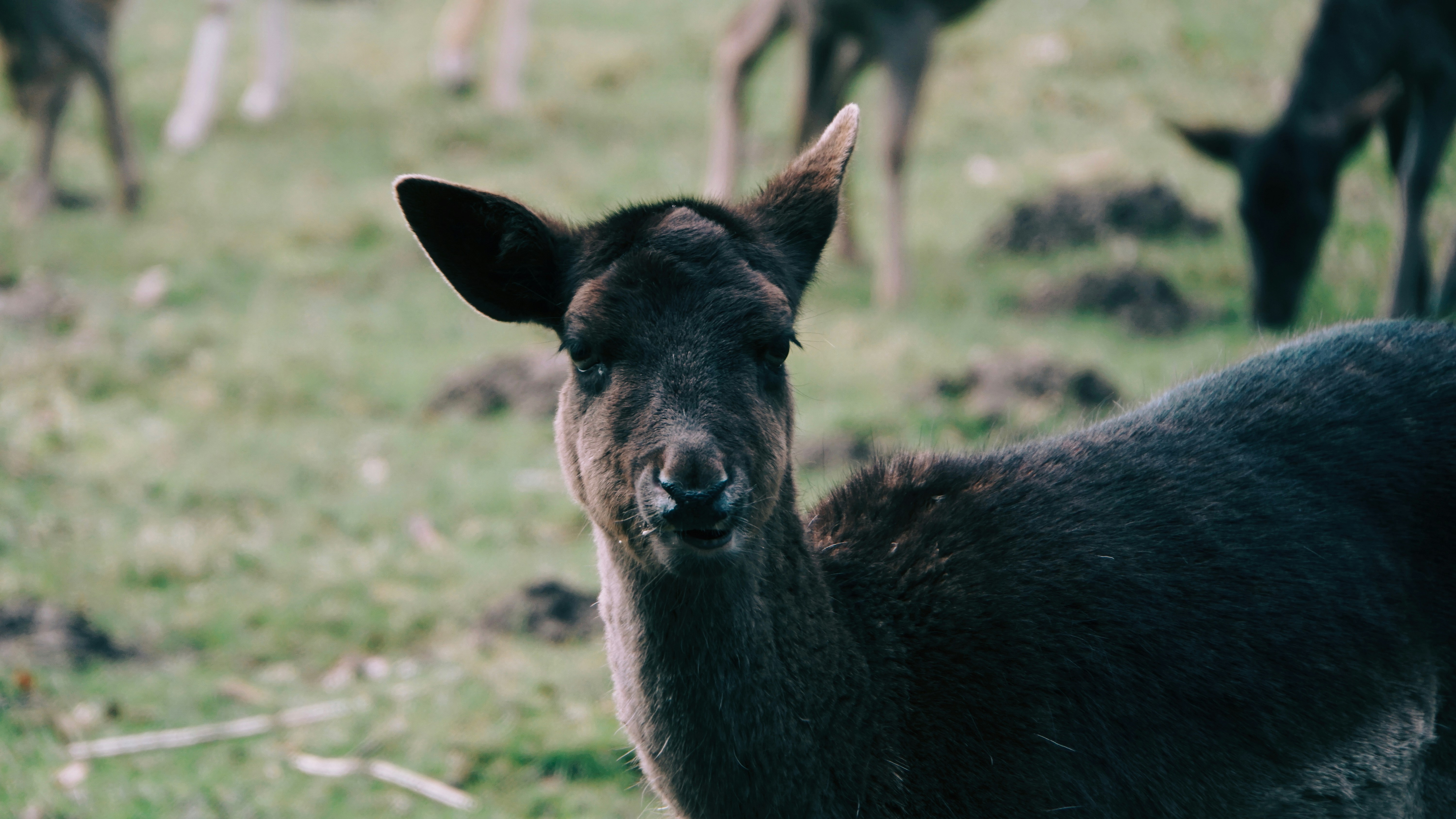 Ein veröffentlichtes Foto
