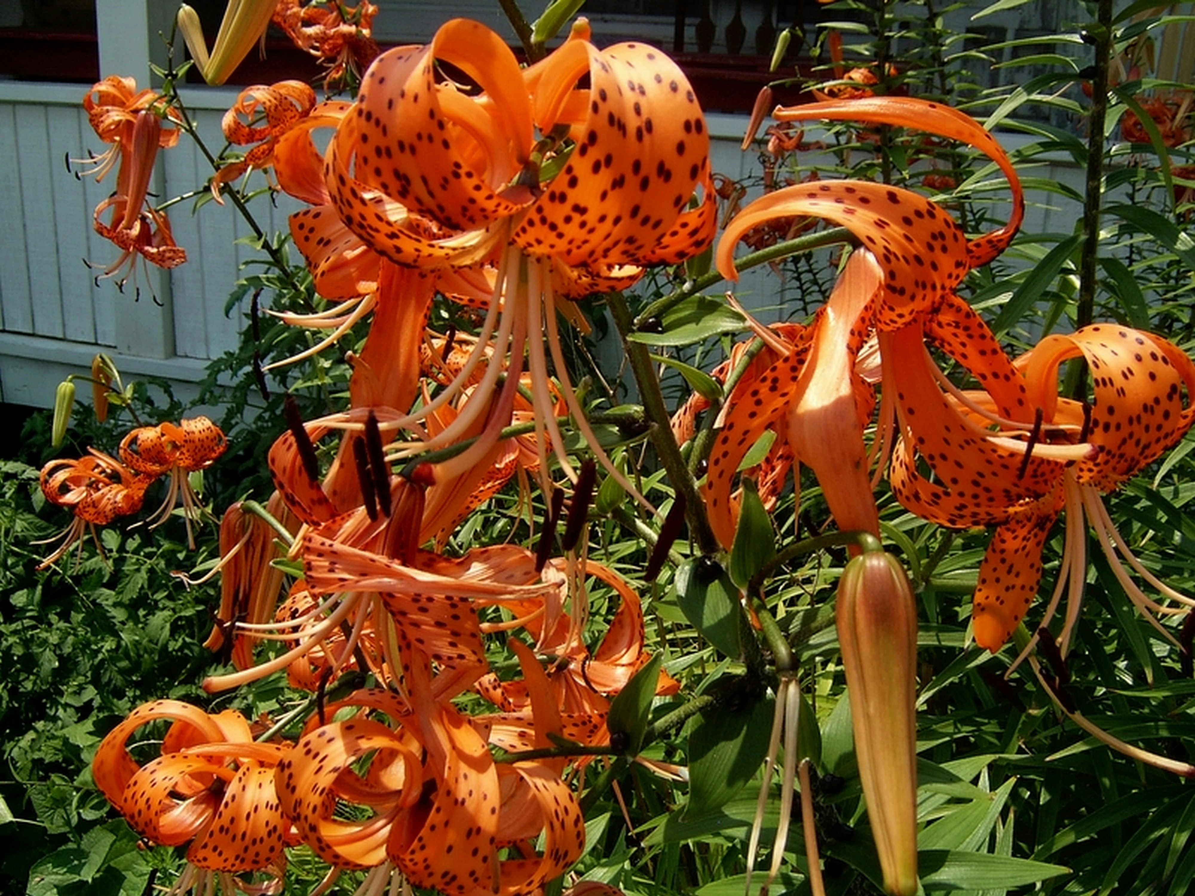 Photo by craazyquilt