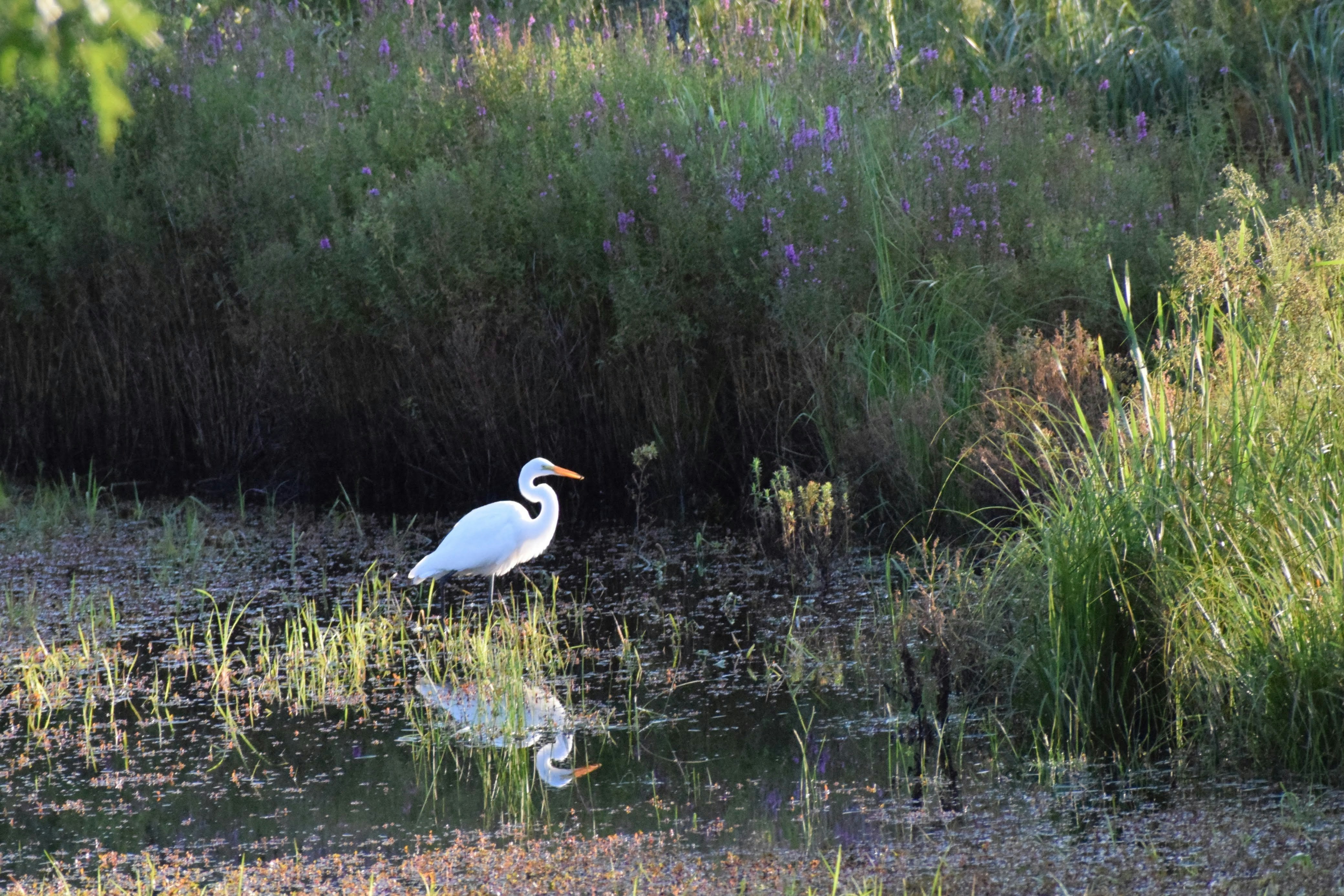 A white bird is standing in the water