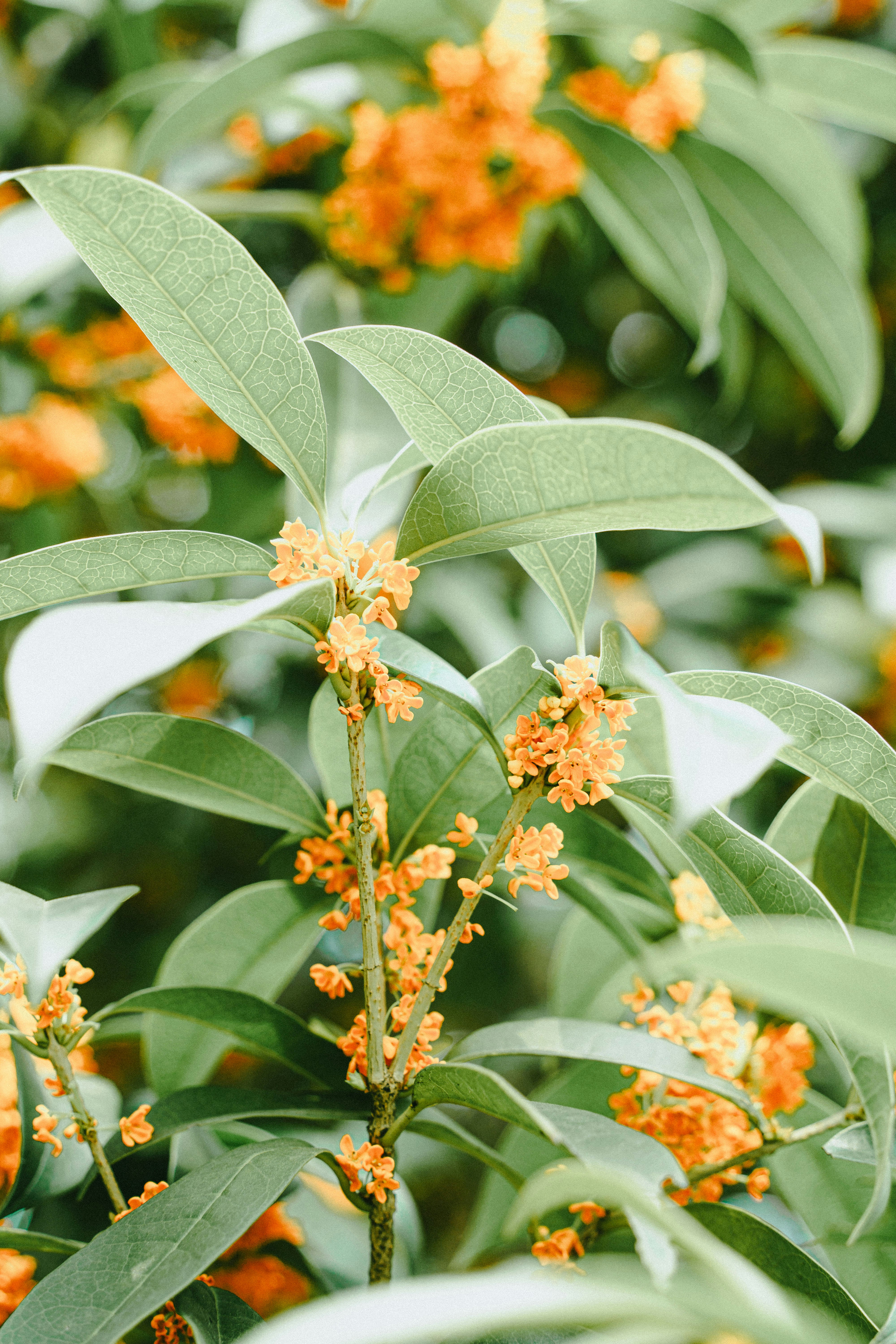 Photo by xiexianghua