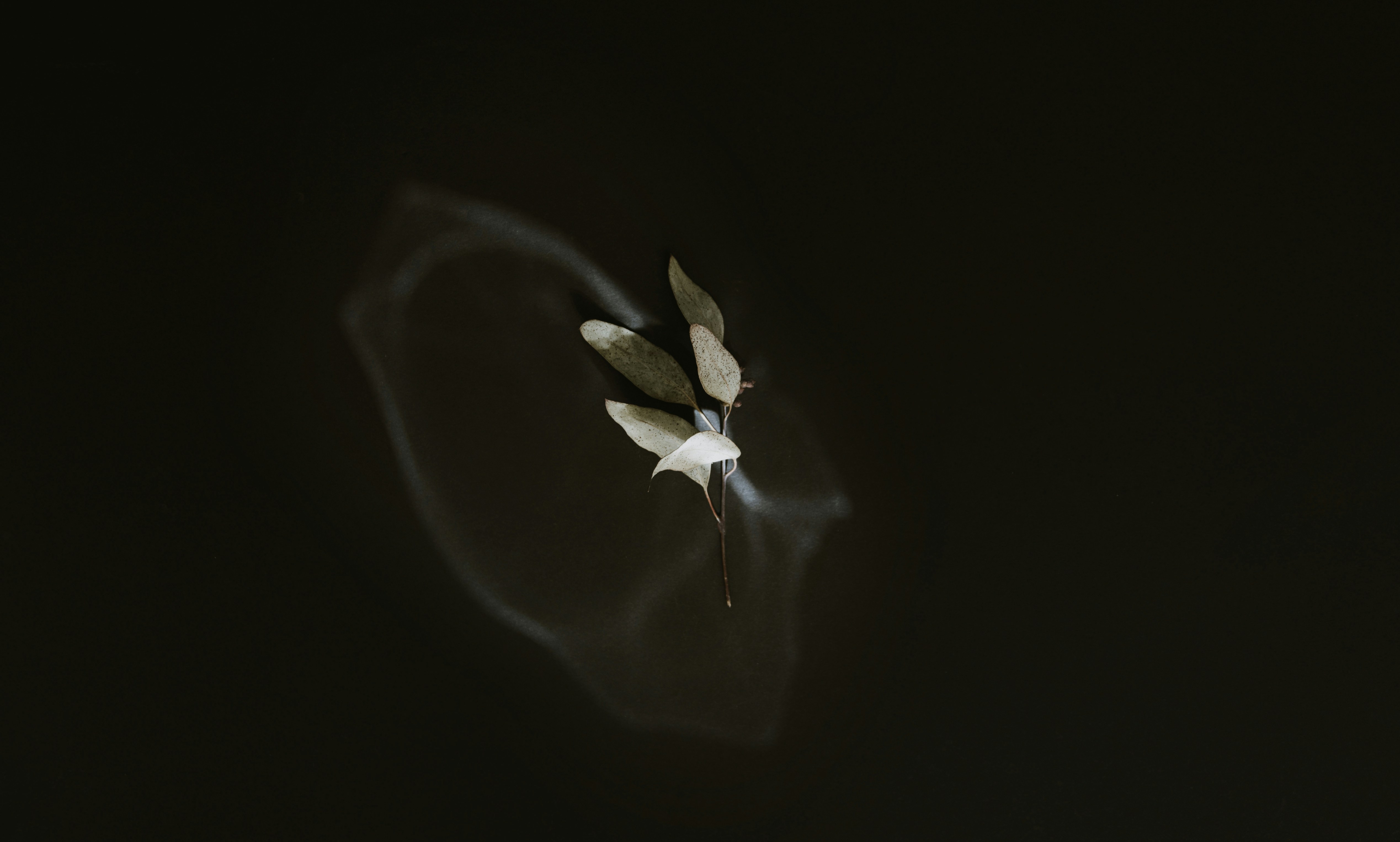 Photo by evieshaffer