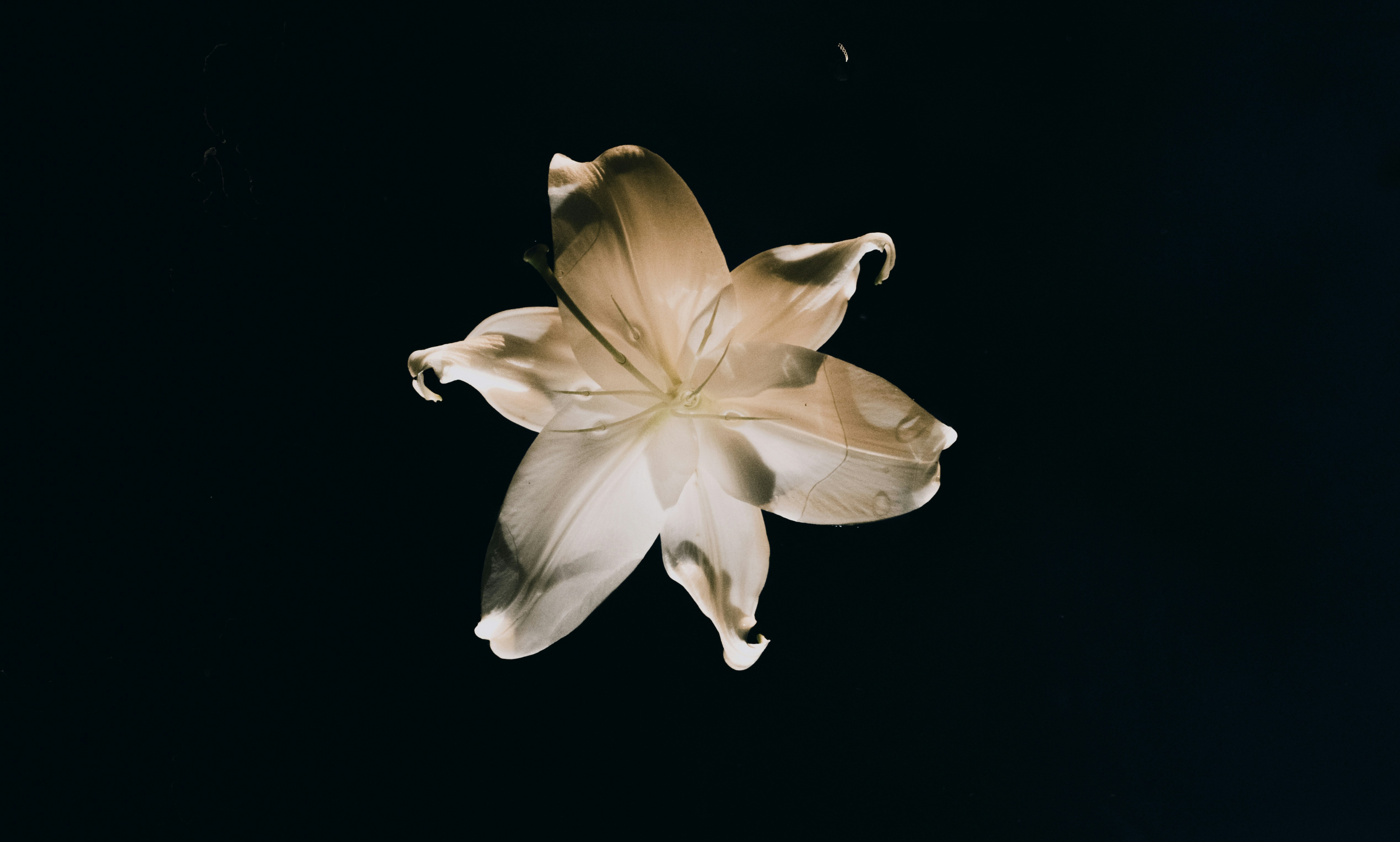 Photo by evieshaffer