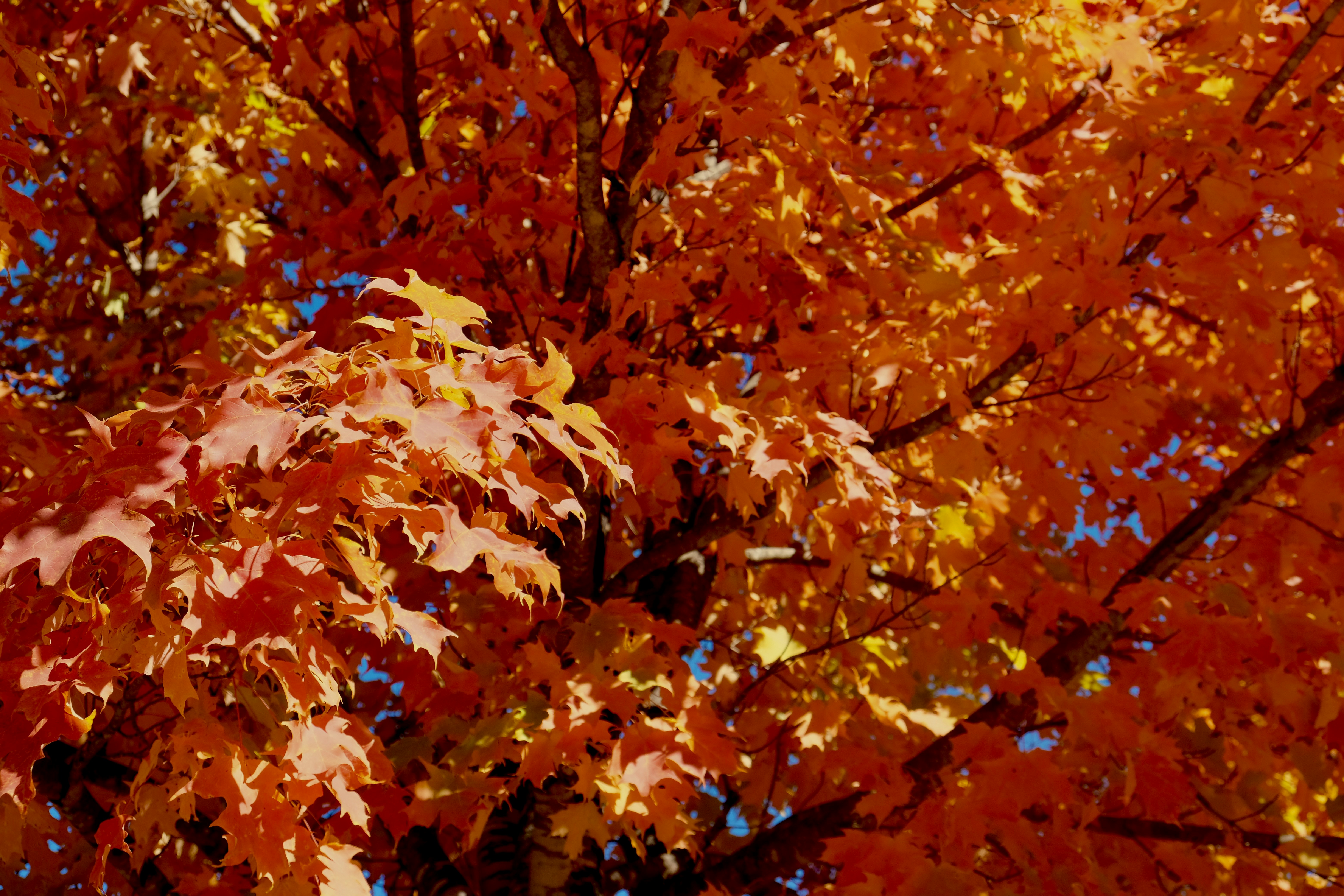 Photo by sebastianoliveira