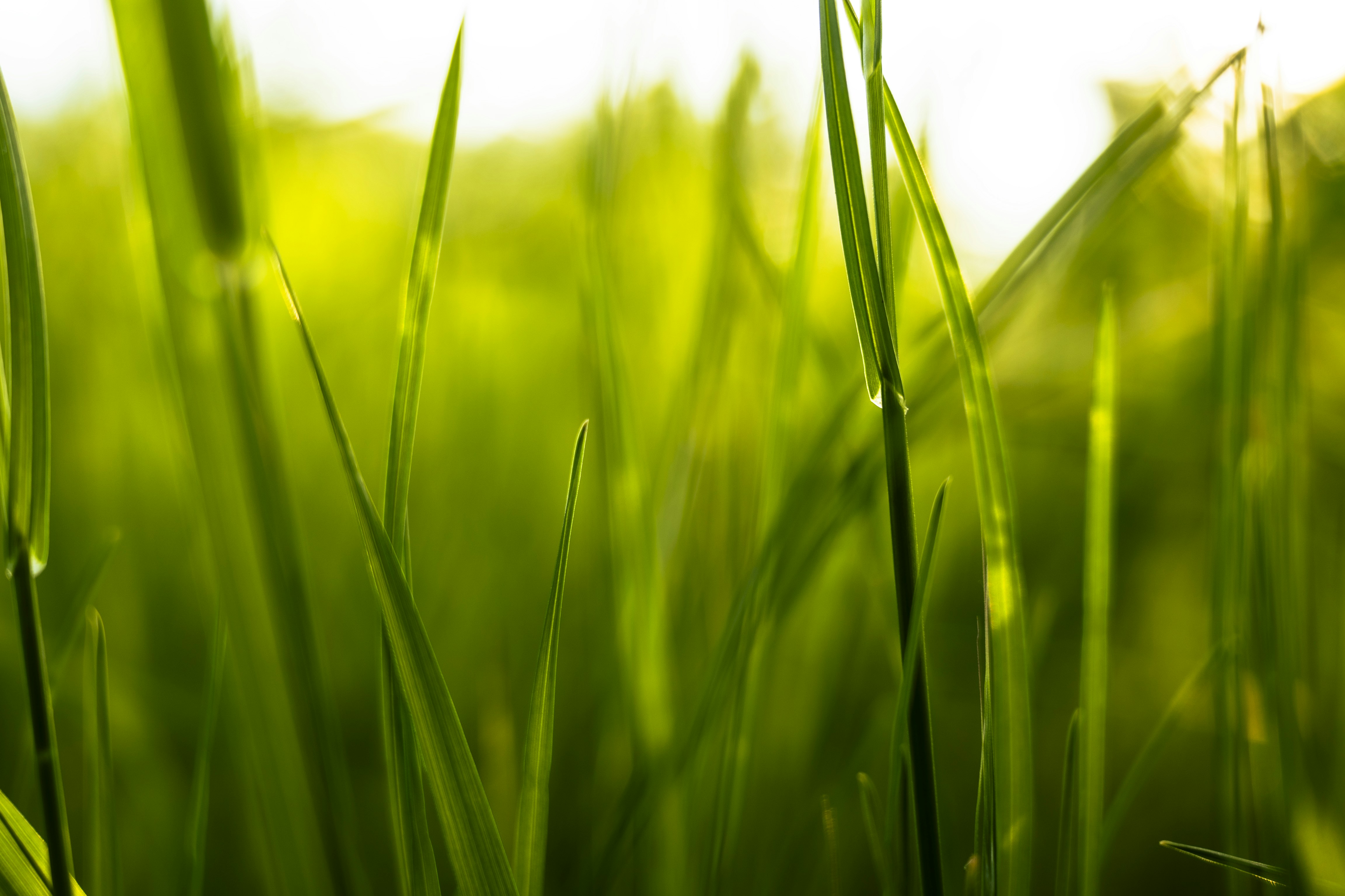 A close up view of some green grass