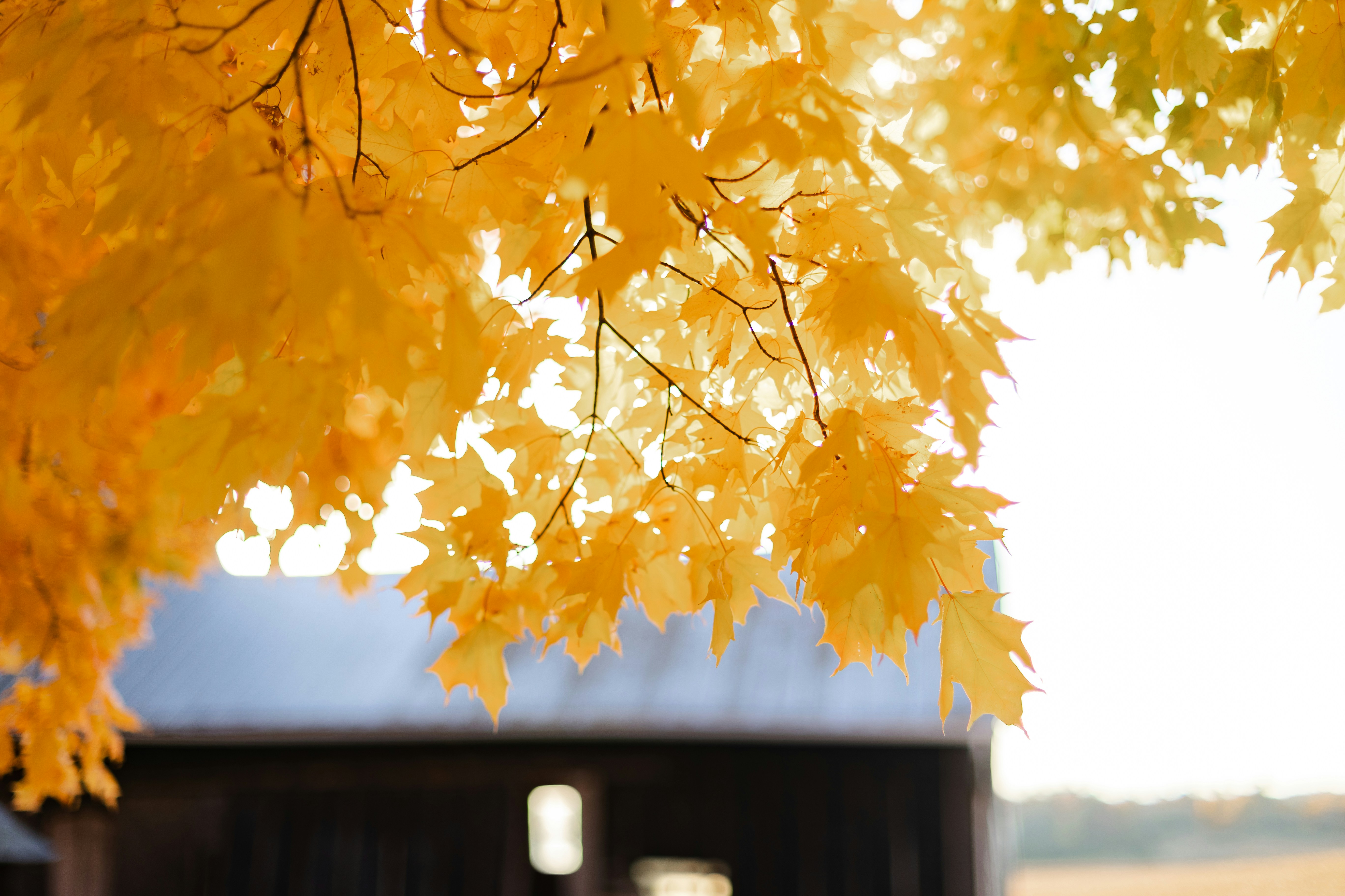 A tree with yellow leaves in front of a building