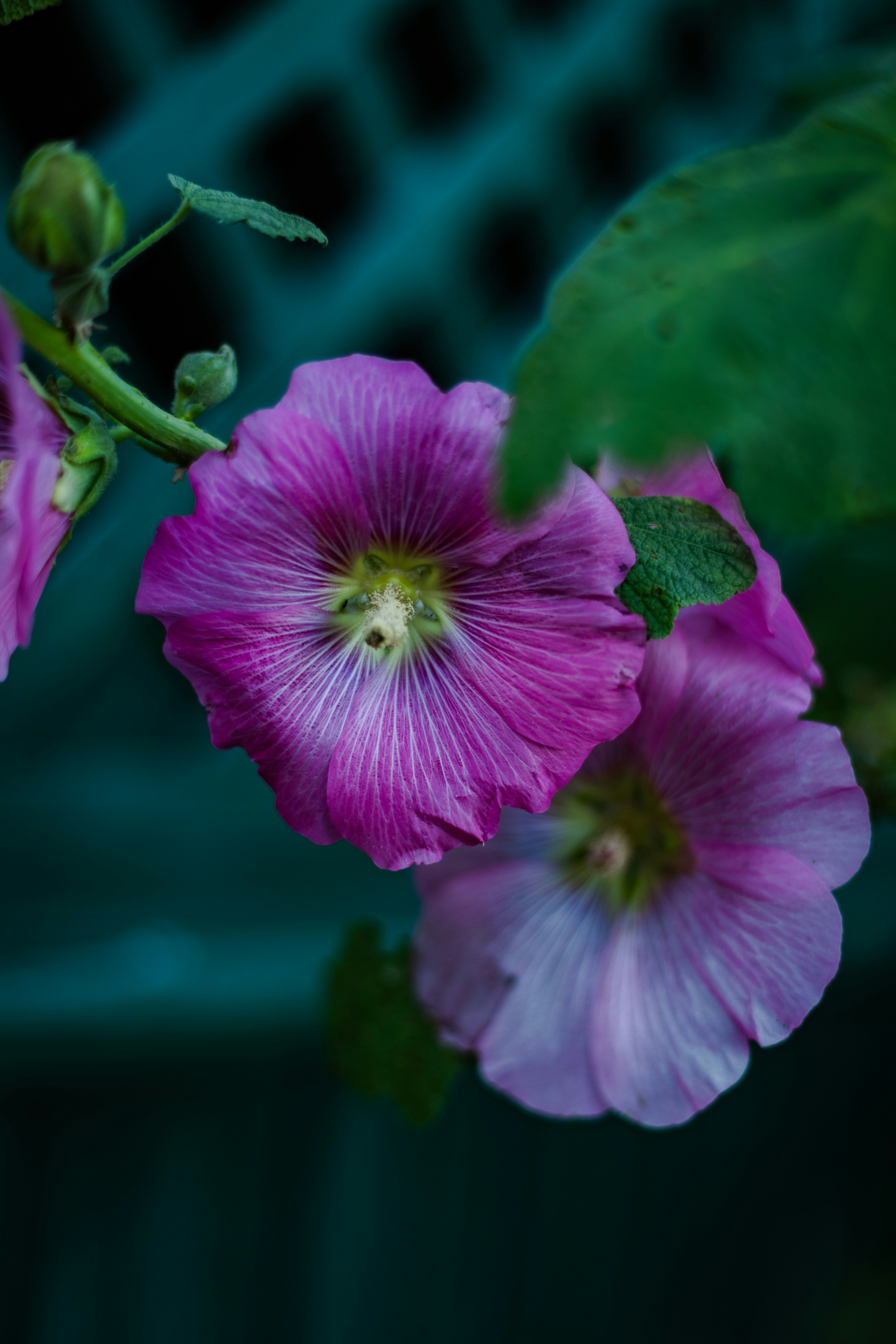 Photo by ohlmanphotography