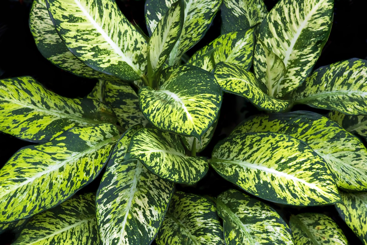 アグラオネマ・スターダストオレンジ｜Aglaonema 'Stardust Orange' 図鑑