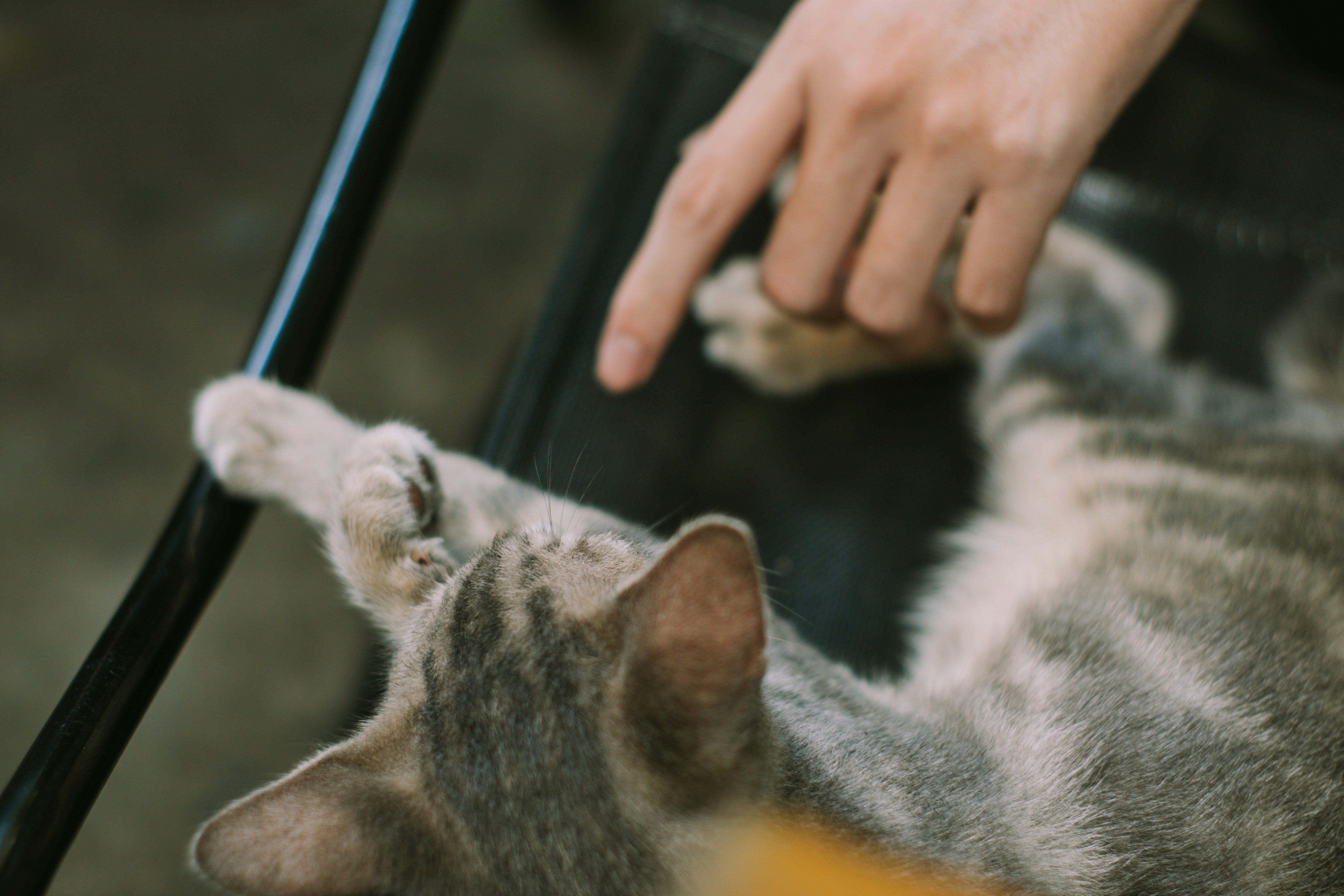 Eine Person, die eine Katze auf der Lehne eines Stuhls streichelt Foto –  Kostenloses Bild zum Thema Katze auf Unsplash, image size:3000x2000