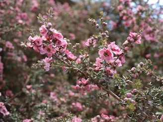 A bush with pink flowers and green leaves