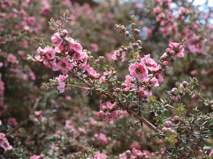 A bush with pink flowers and green leaves