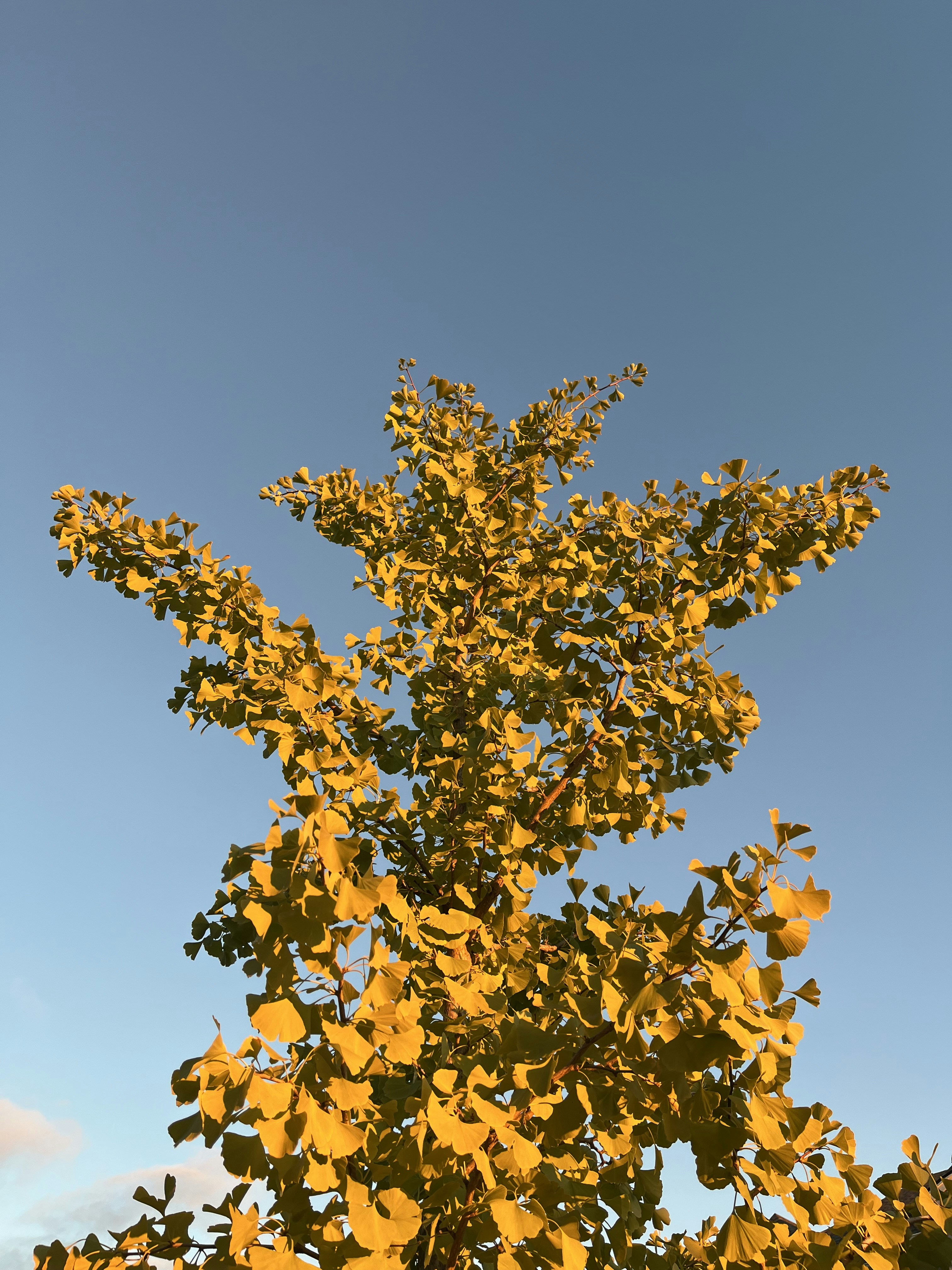 A tree with yellow leaves against a blue sky