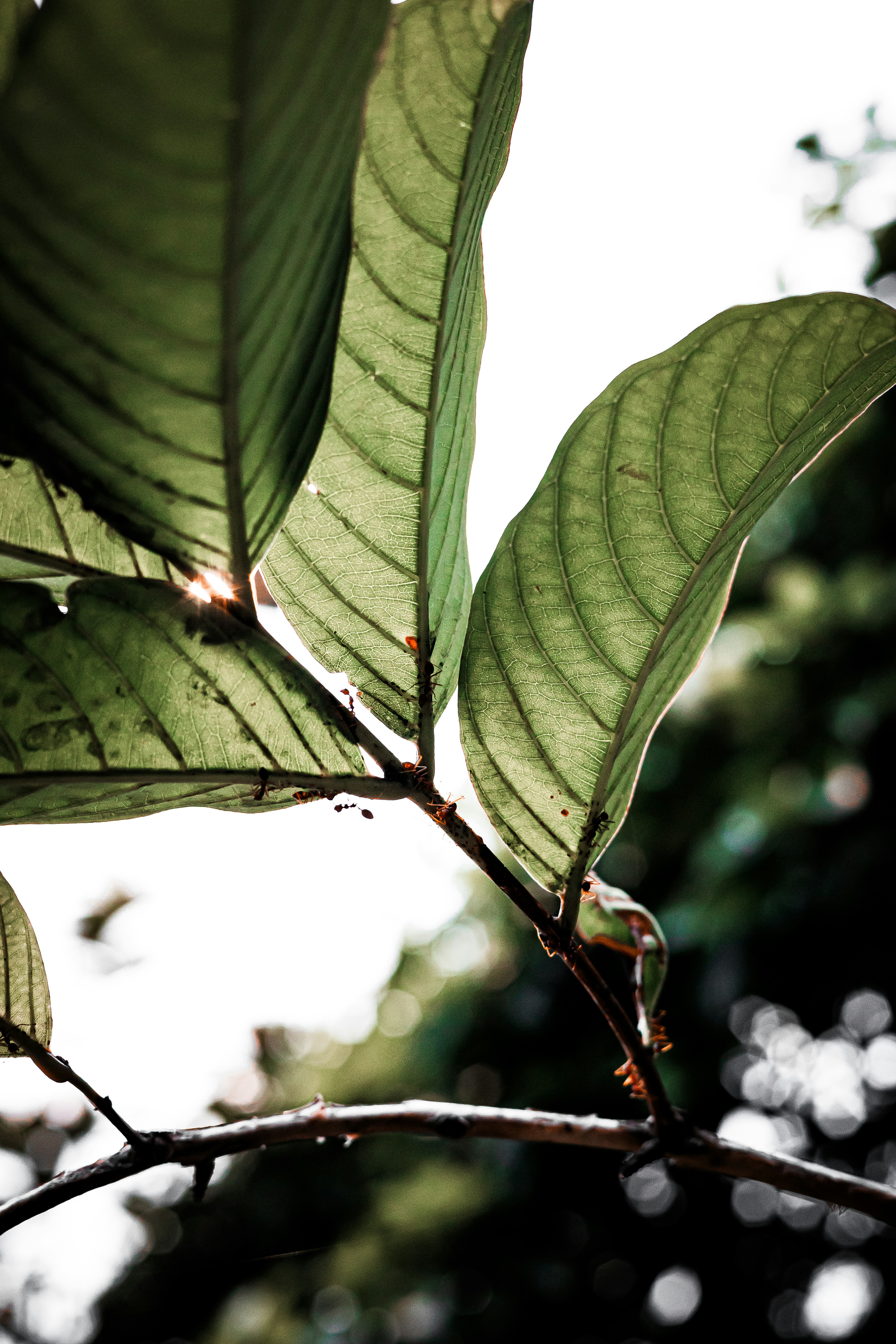 A close up of a leaf on a tree