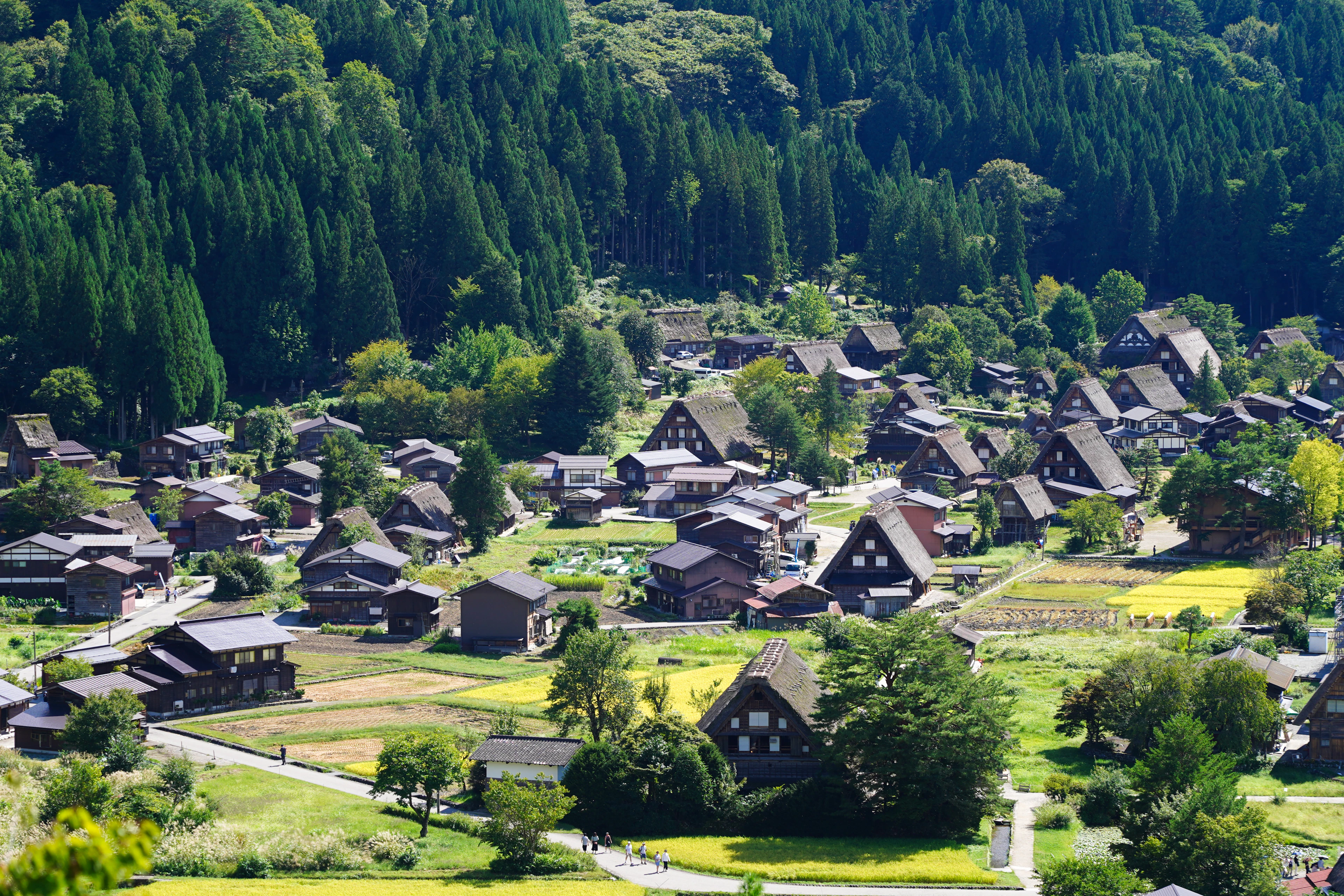 Thatched gassho-zukuri farmhouses among green rice fields, Shirakawa-go