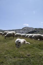A herd of sheep grazing on a lush green hillside