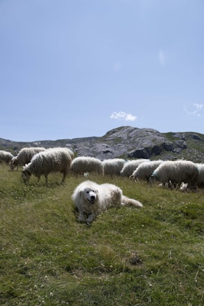 A herd of sheep grazing on a lush green hillside