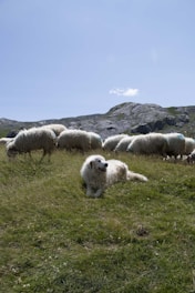 A herd of sheep grazing on a lush green hillside
